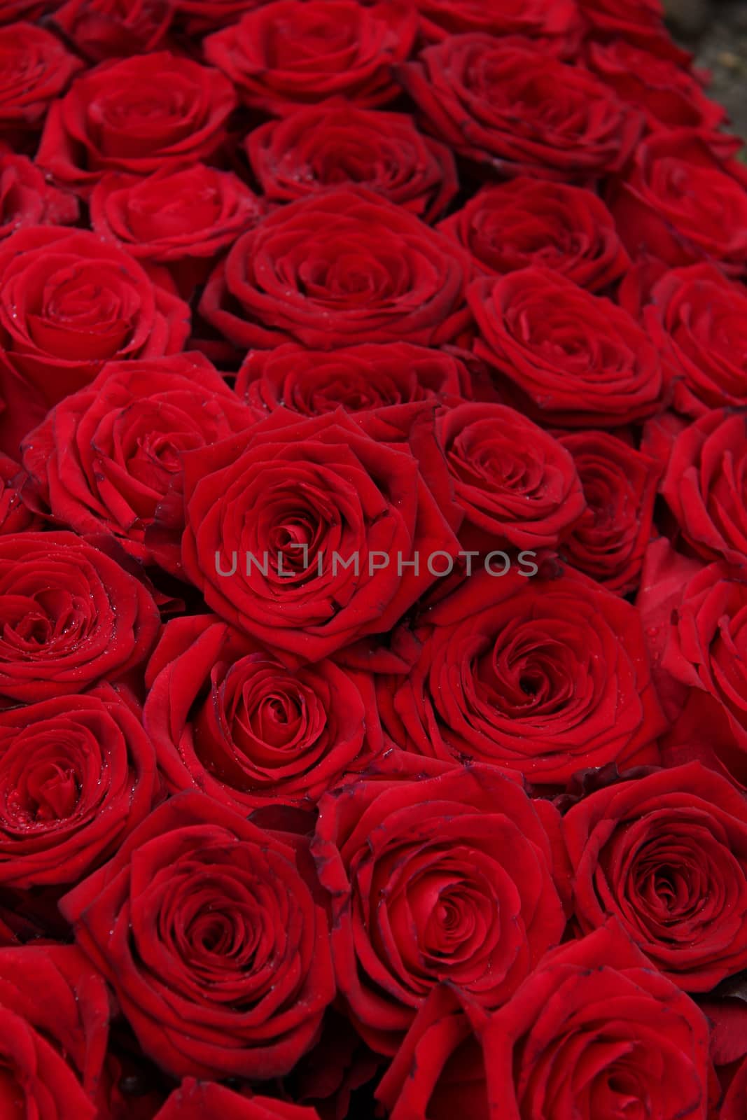 Big red roses in a group, perfect as a background