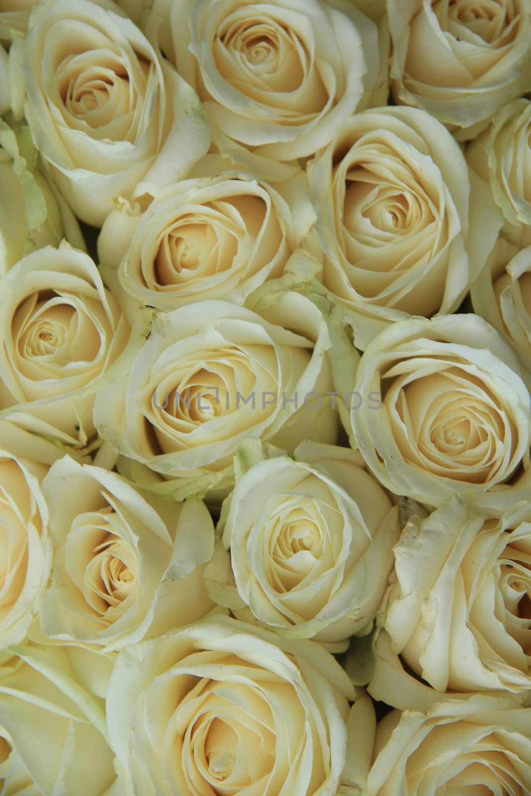 White roses in bridal bouquet by studioportosabbia