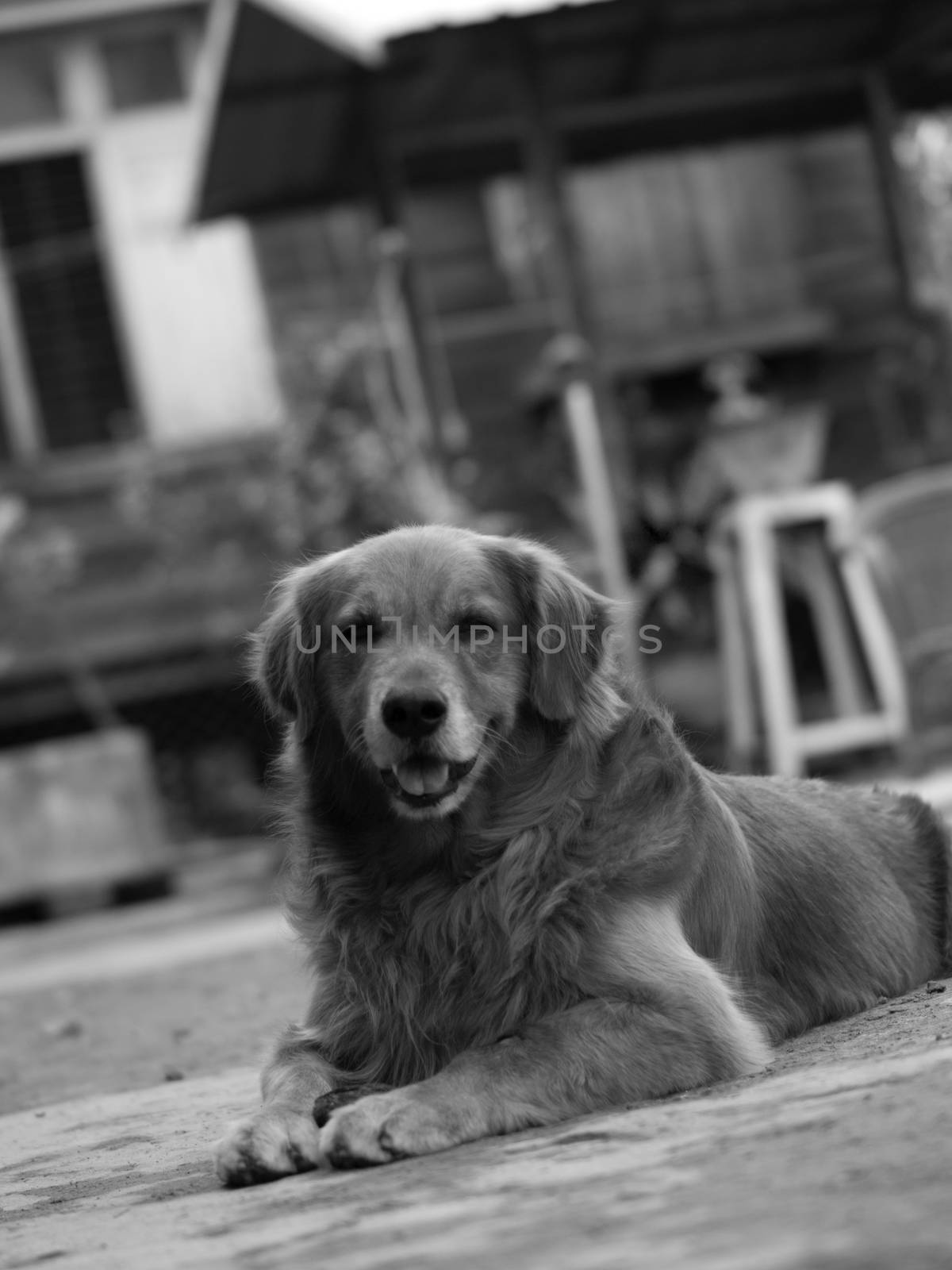 BLACK AND WHITE PHOTO OF GOLDEN RETRIEVER SMILE FOR THE CAMERA