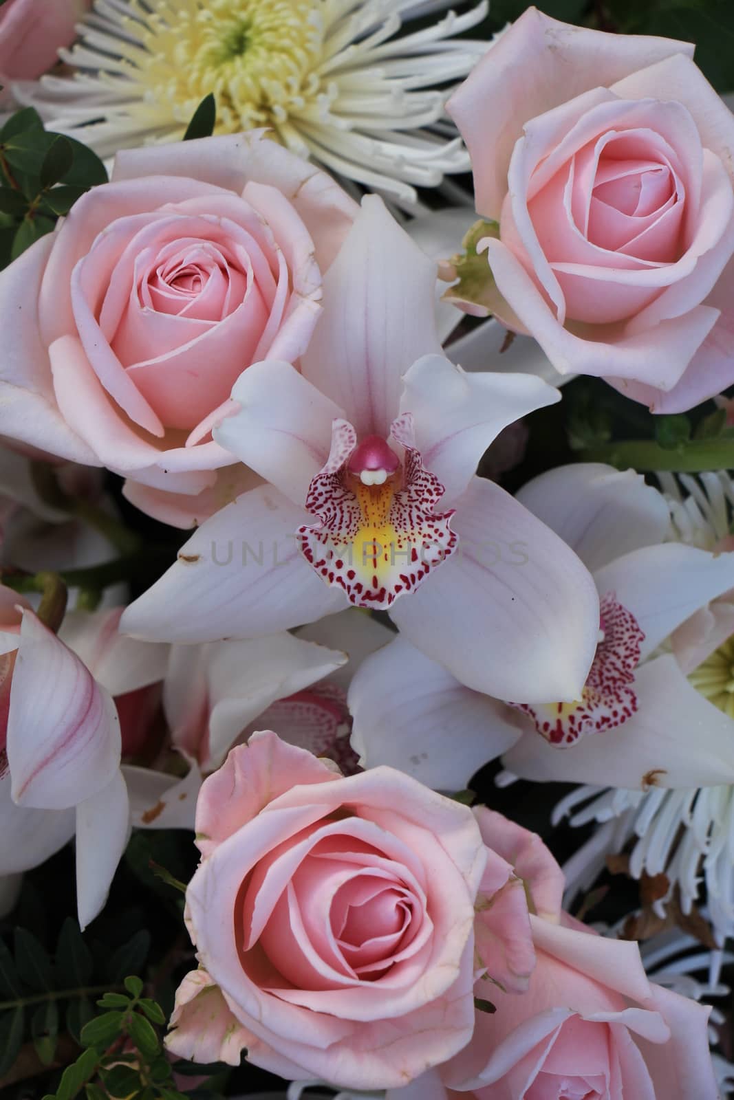 Pink roses and Cymbidium orchids by studioportosabbia