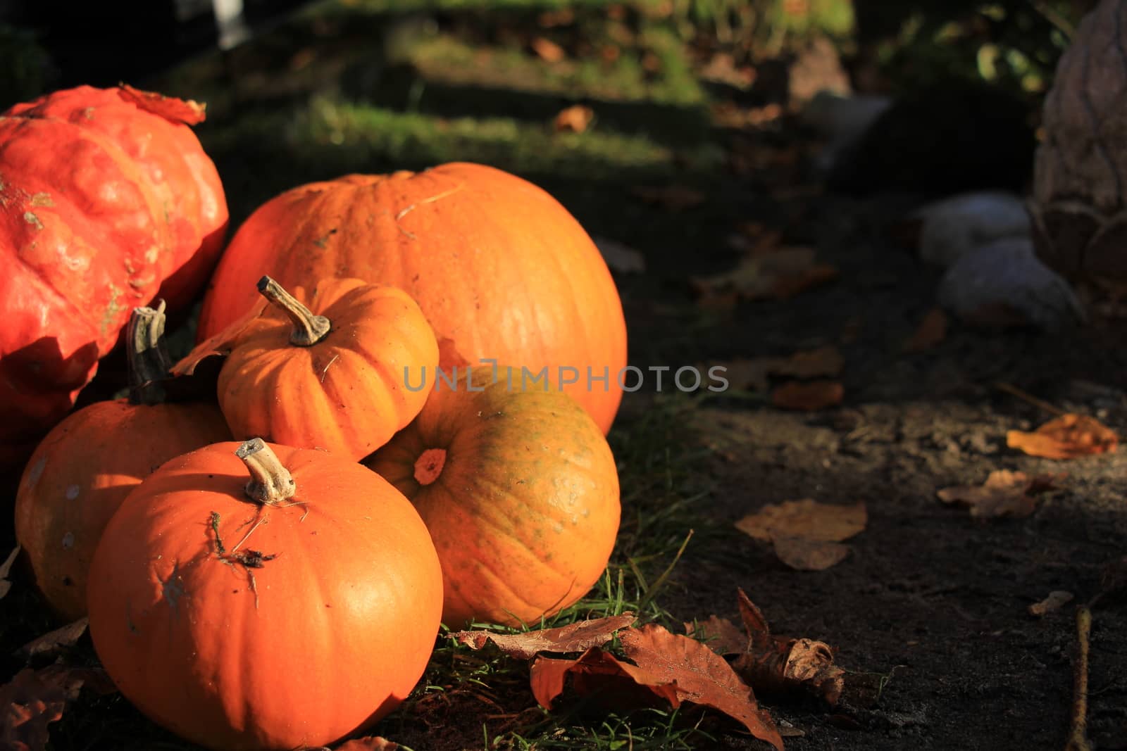 A group of bright orange pumpkins for fall decorations