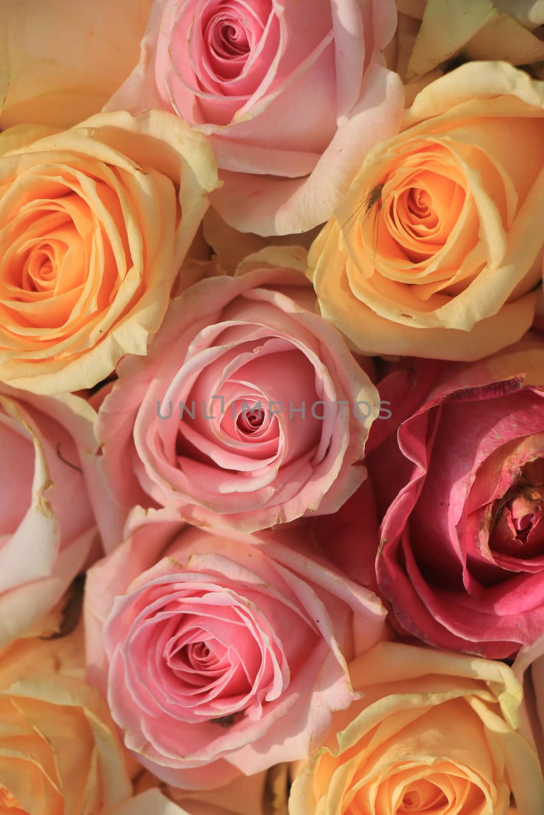 Pastel roses in various shades in a wedding arrangement