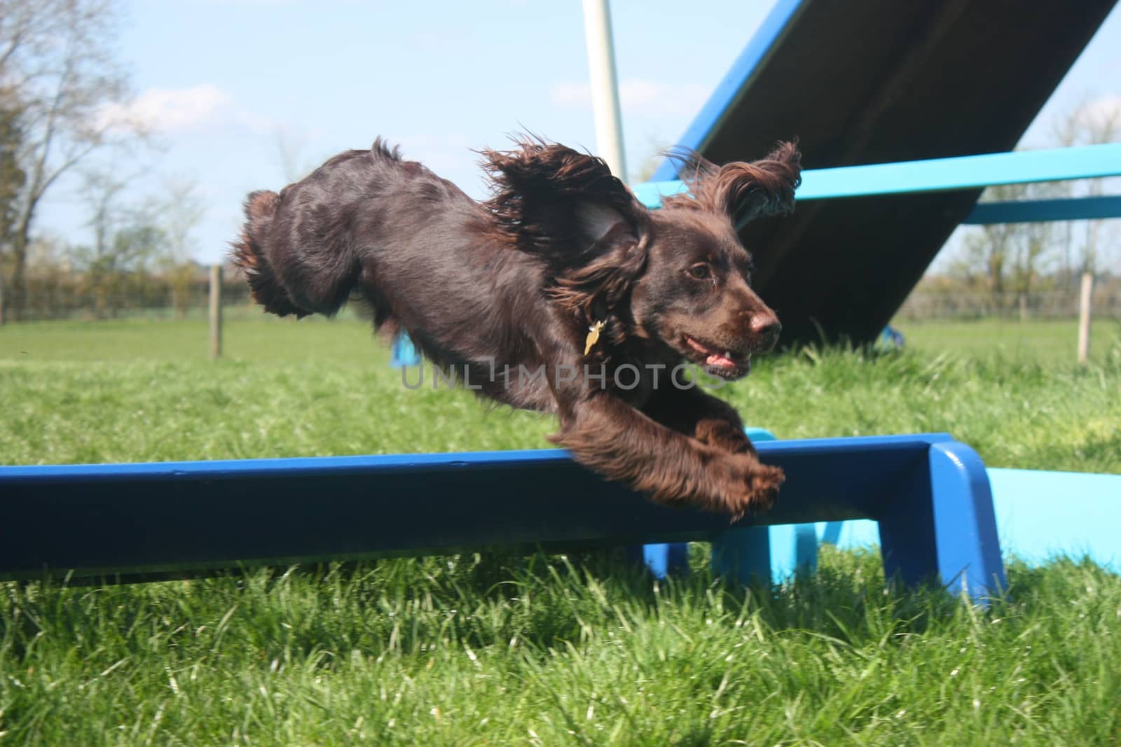 Working type cocker spaniel pet gundog doing agility by chrisga