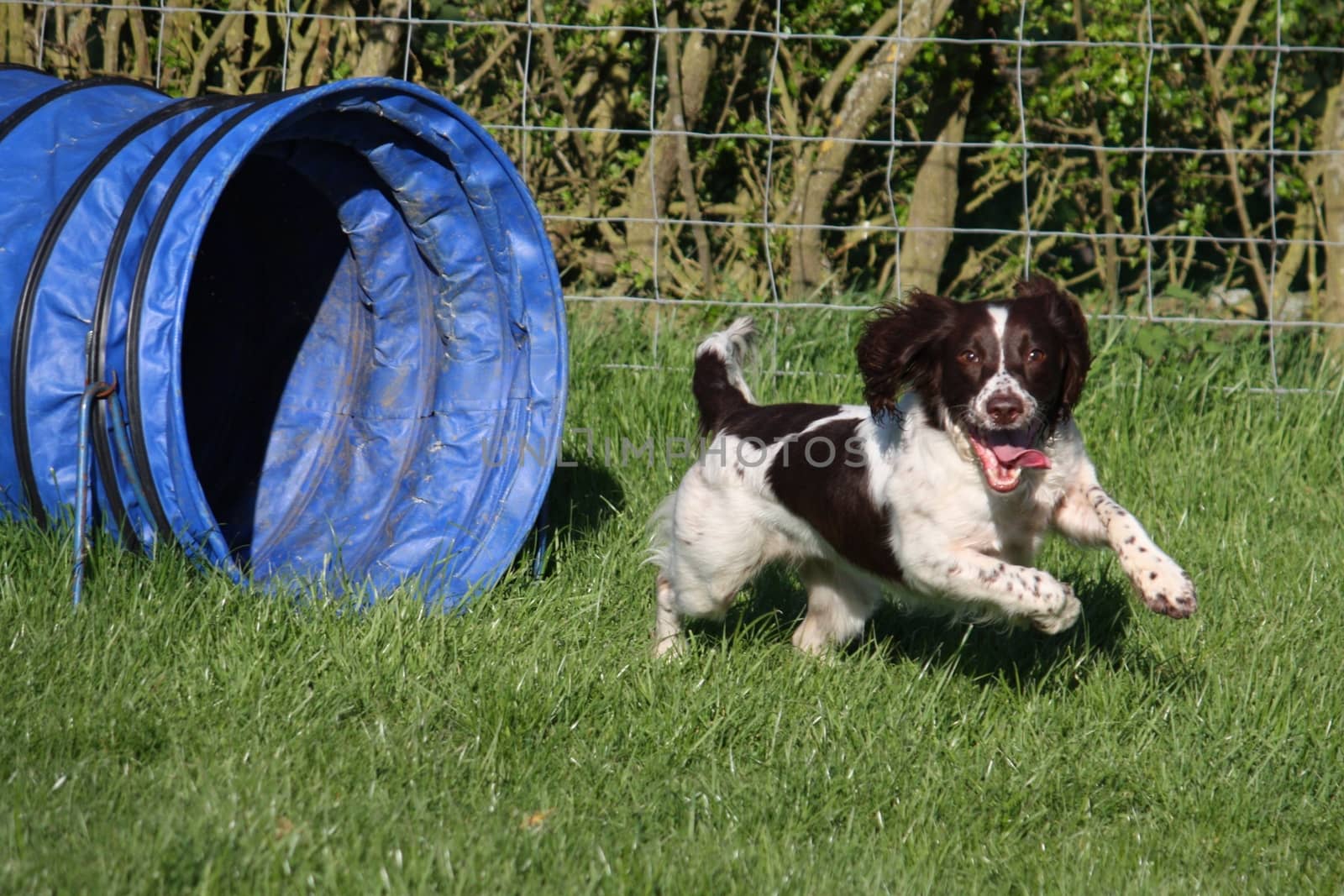 english springer spaniel doing agility