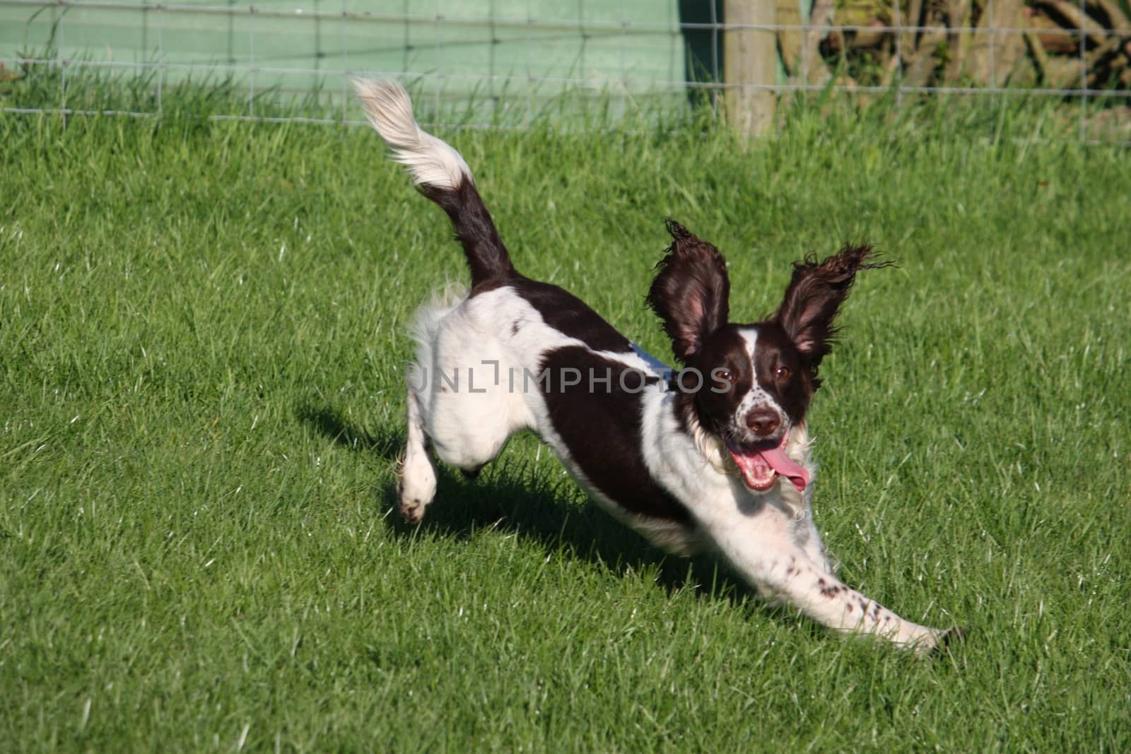 english springer spaniel doing agility by chrisga