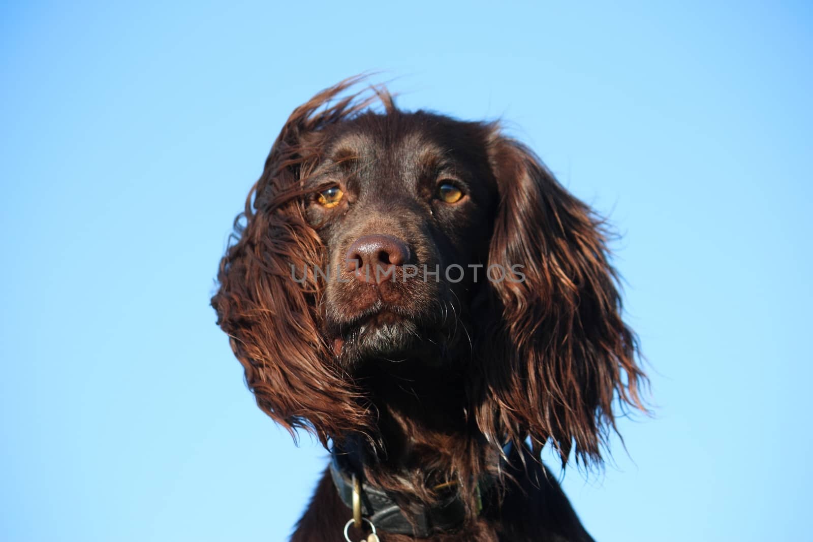 Close up of liver coloured working type cocker spaniel pet gundog head