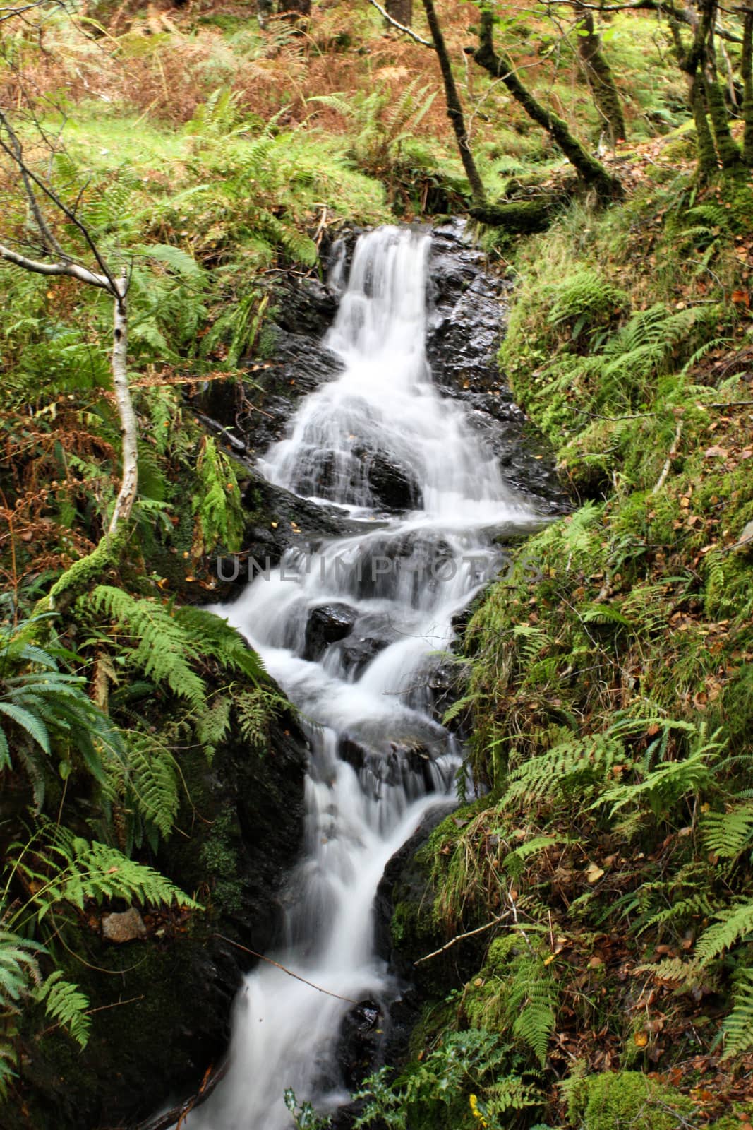 Waterfall running through woodland