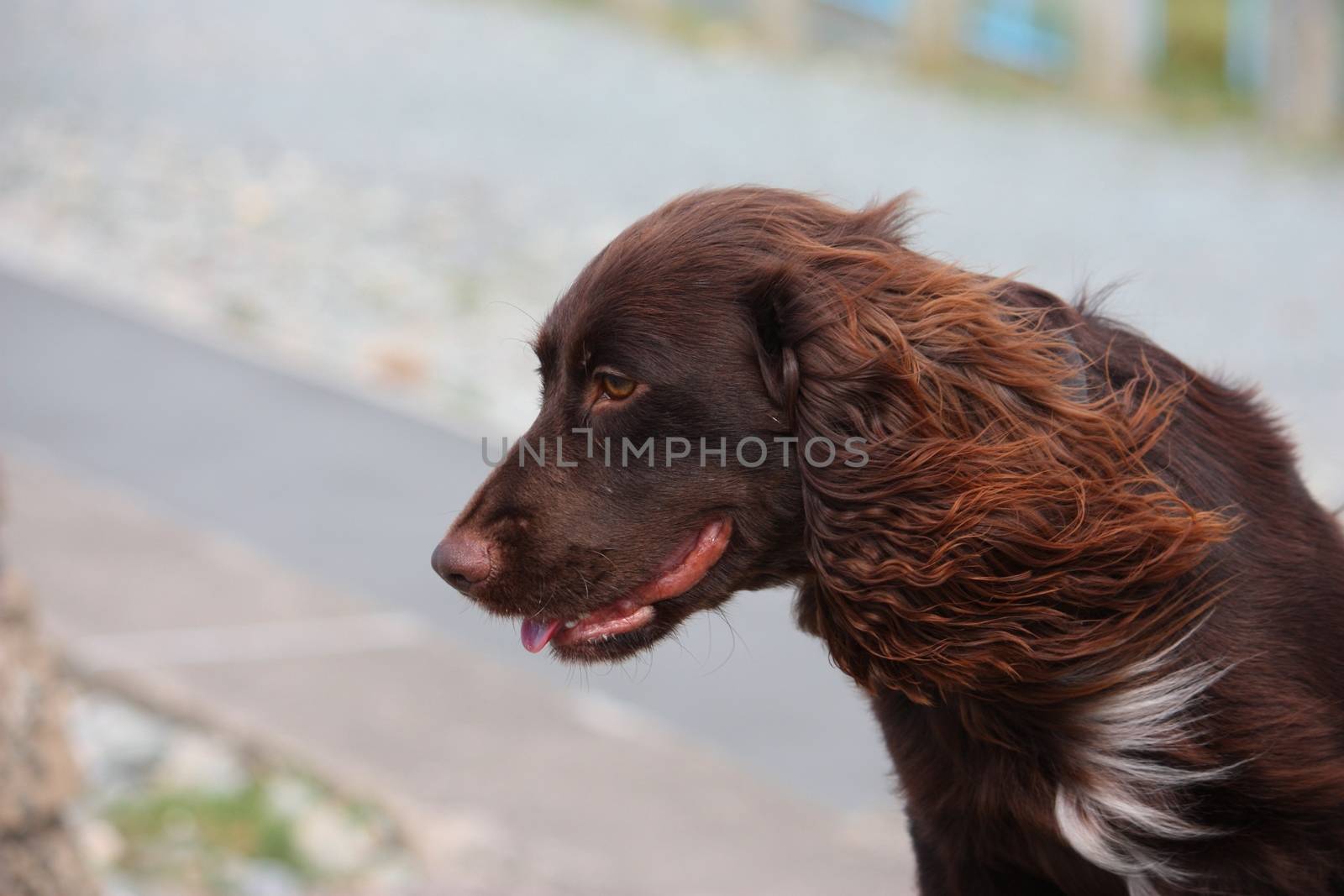 Handsome chocolate working type cocker spaniel puppy dog