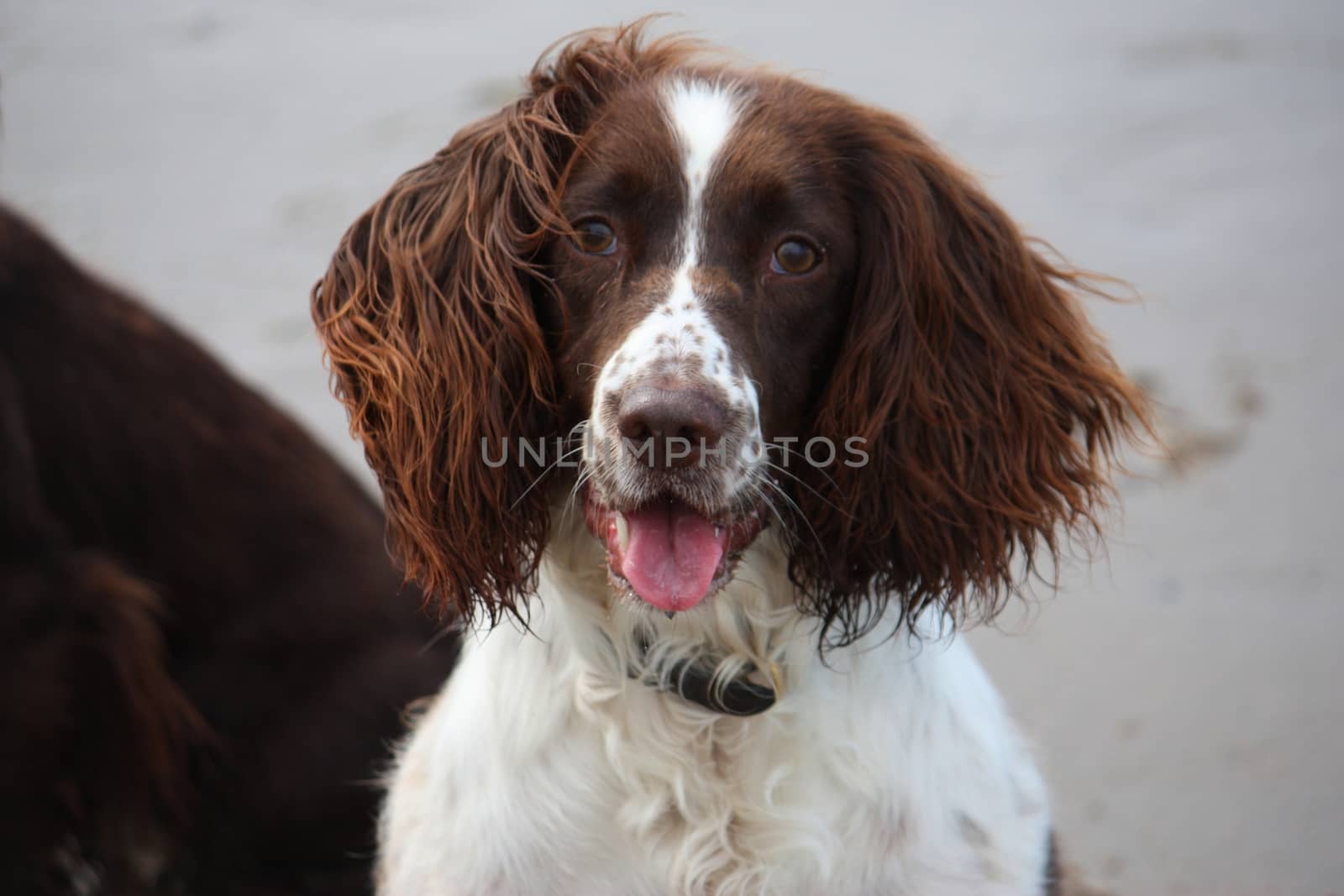 Very cute liver and white working english springer spaniel pet g by chrisga