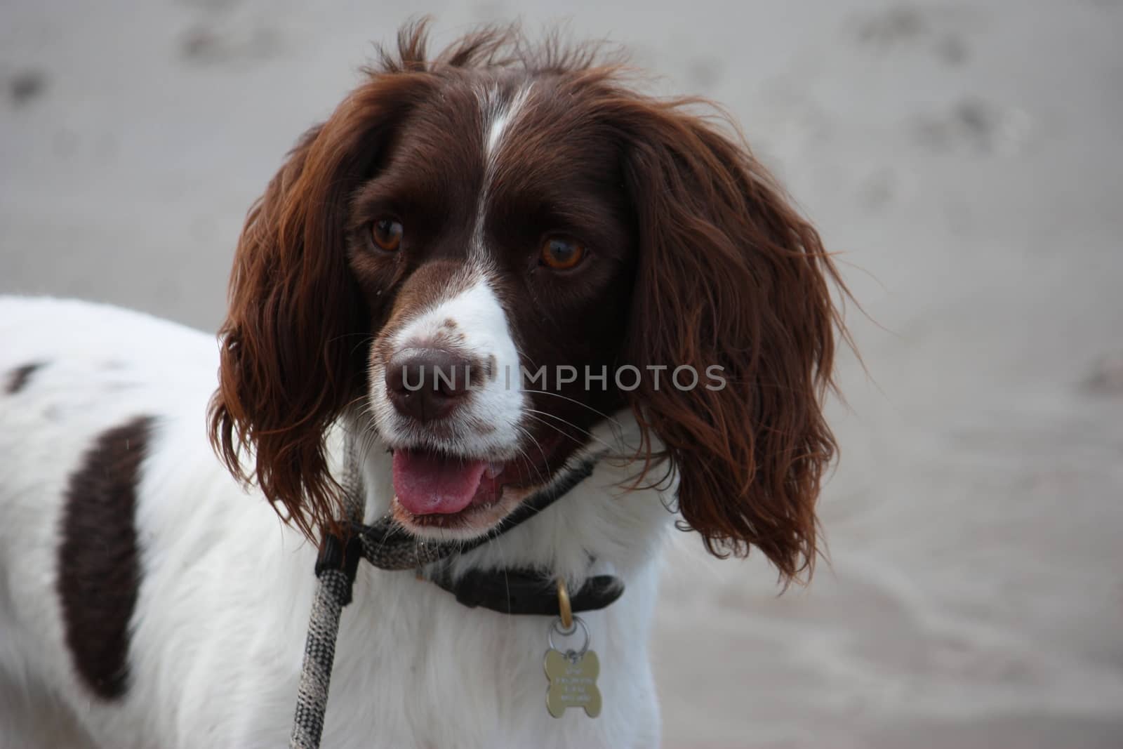 Very cute liver and white working english springer spaniel pet g by chrisga