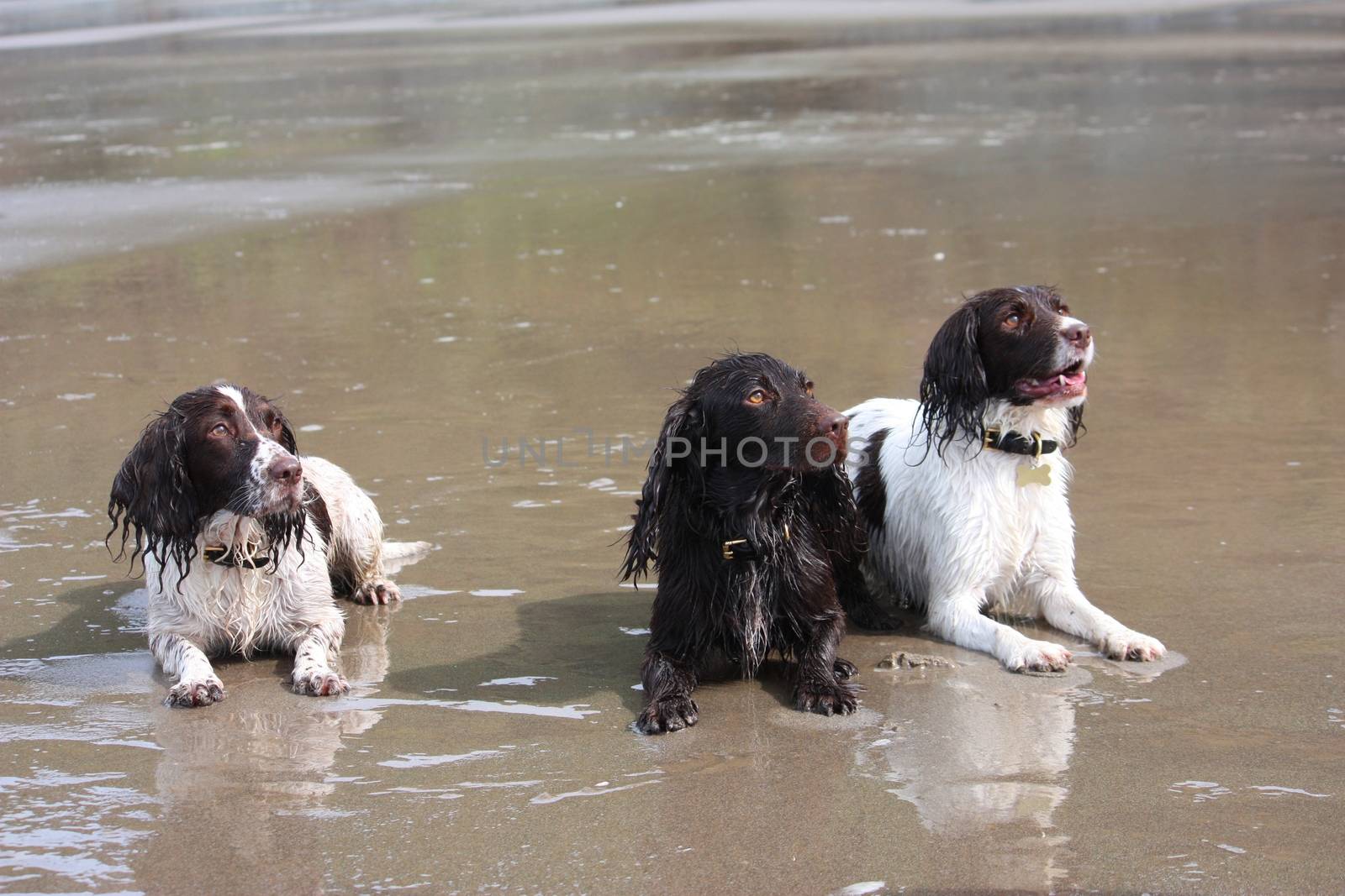 Working type English springer and cocker spaniels on a beach