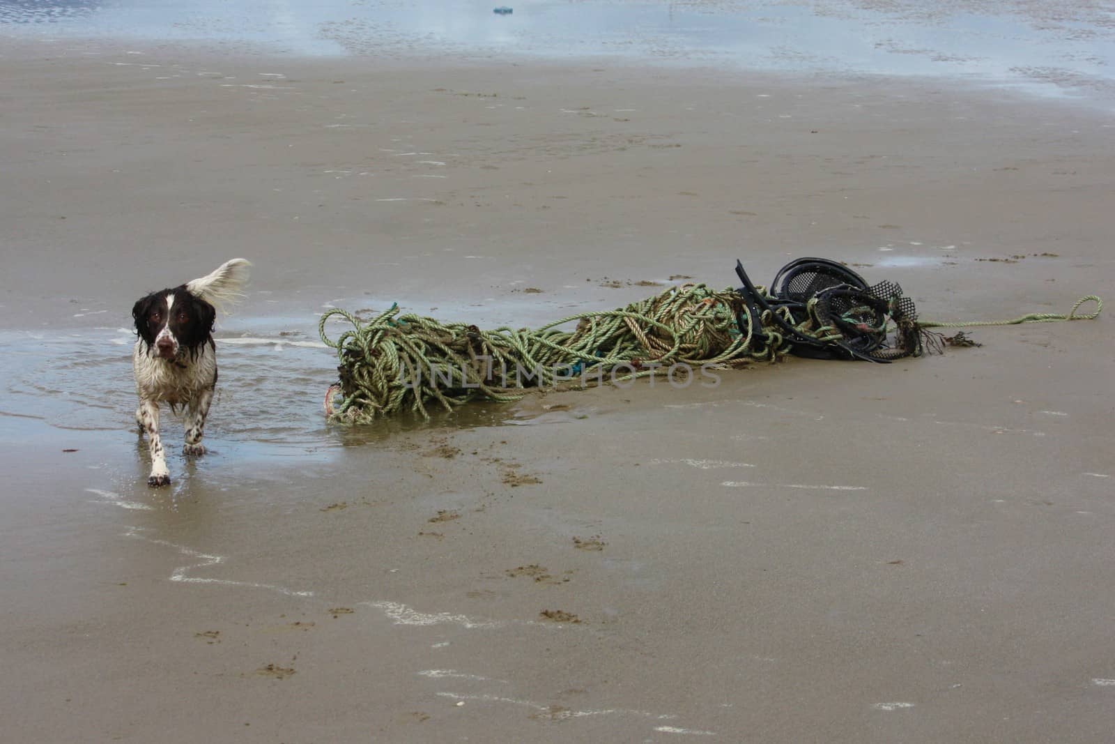 old rope abandoned on a sandy beach