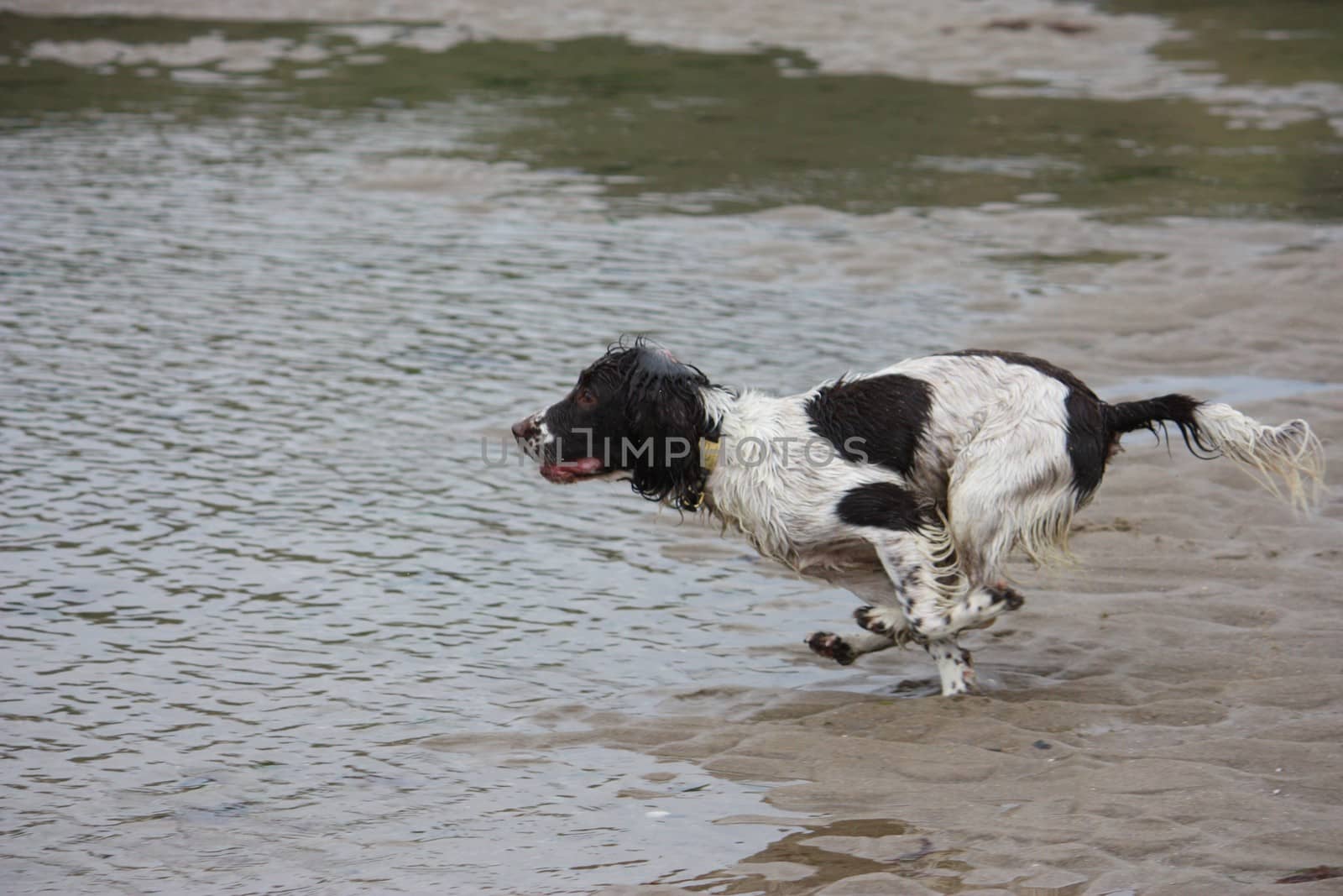 Very cute liver and white working english springer spaniel pet gundog running on a beach