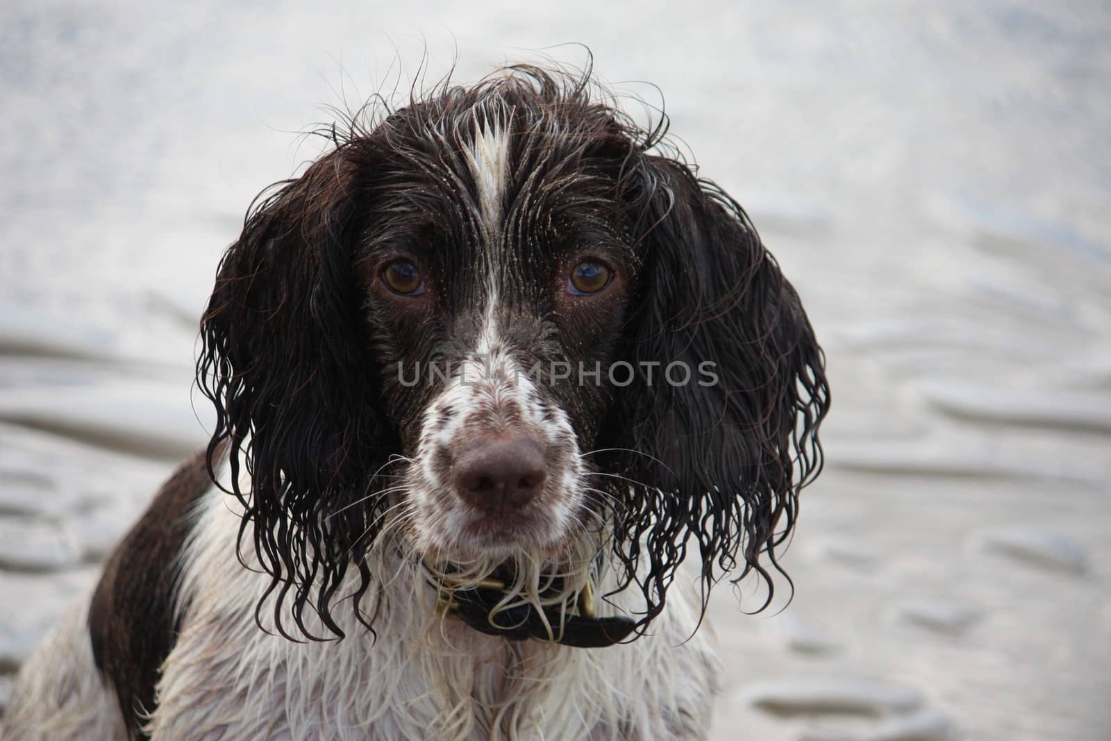 Very cute liver and white working english springer spaniel pet g by chrisga