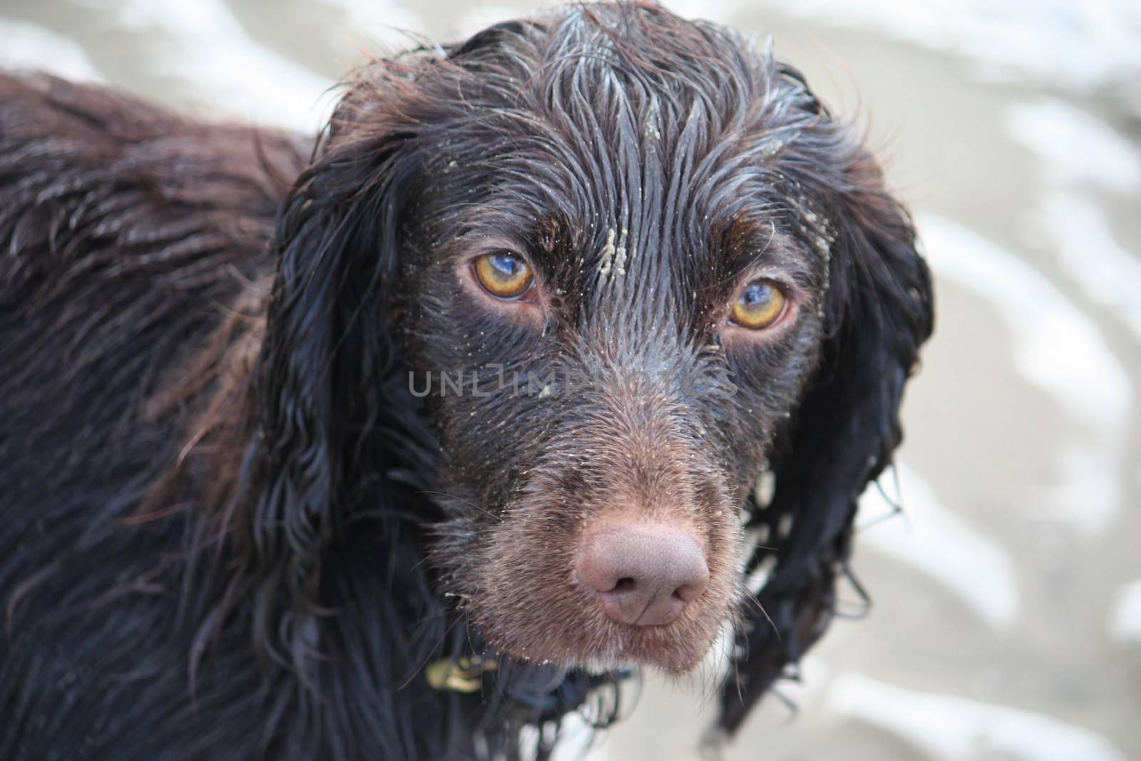 Handsome chocolate working type cocker spaniel puppy dog by chrisga