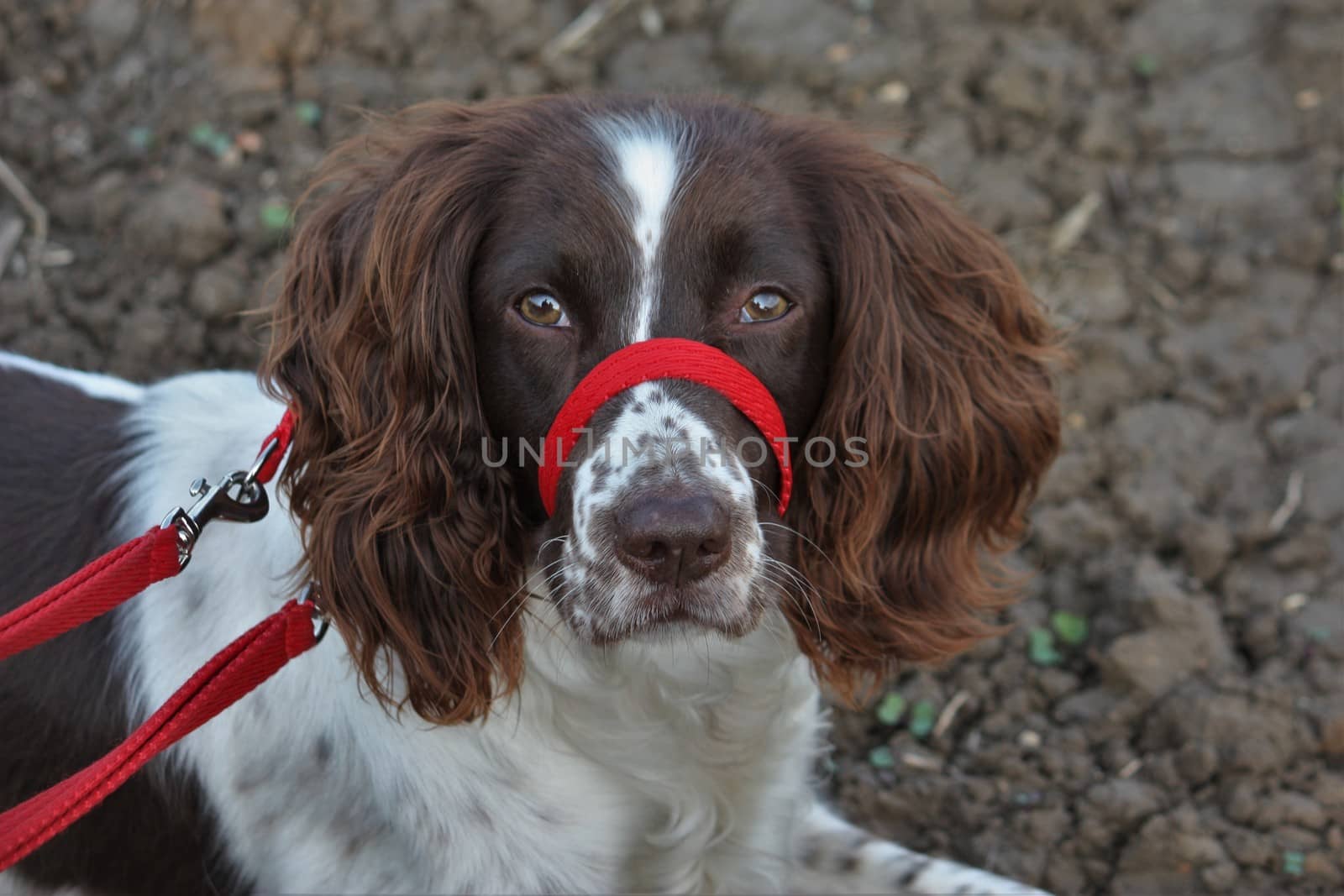 Very cute liver and white working english springer spaniel pet g by chrisga