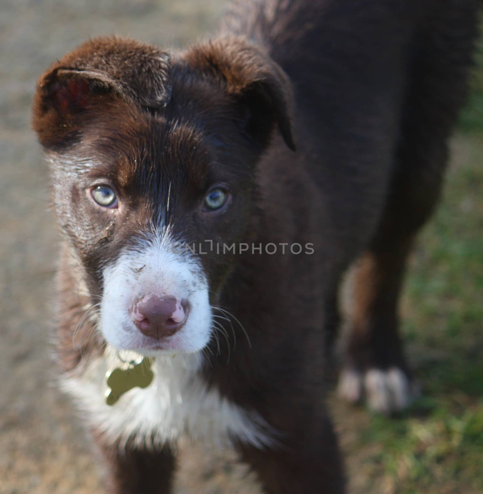 Cute red and white border collie puppy dog pet