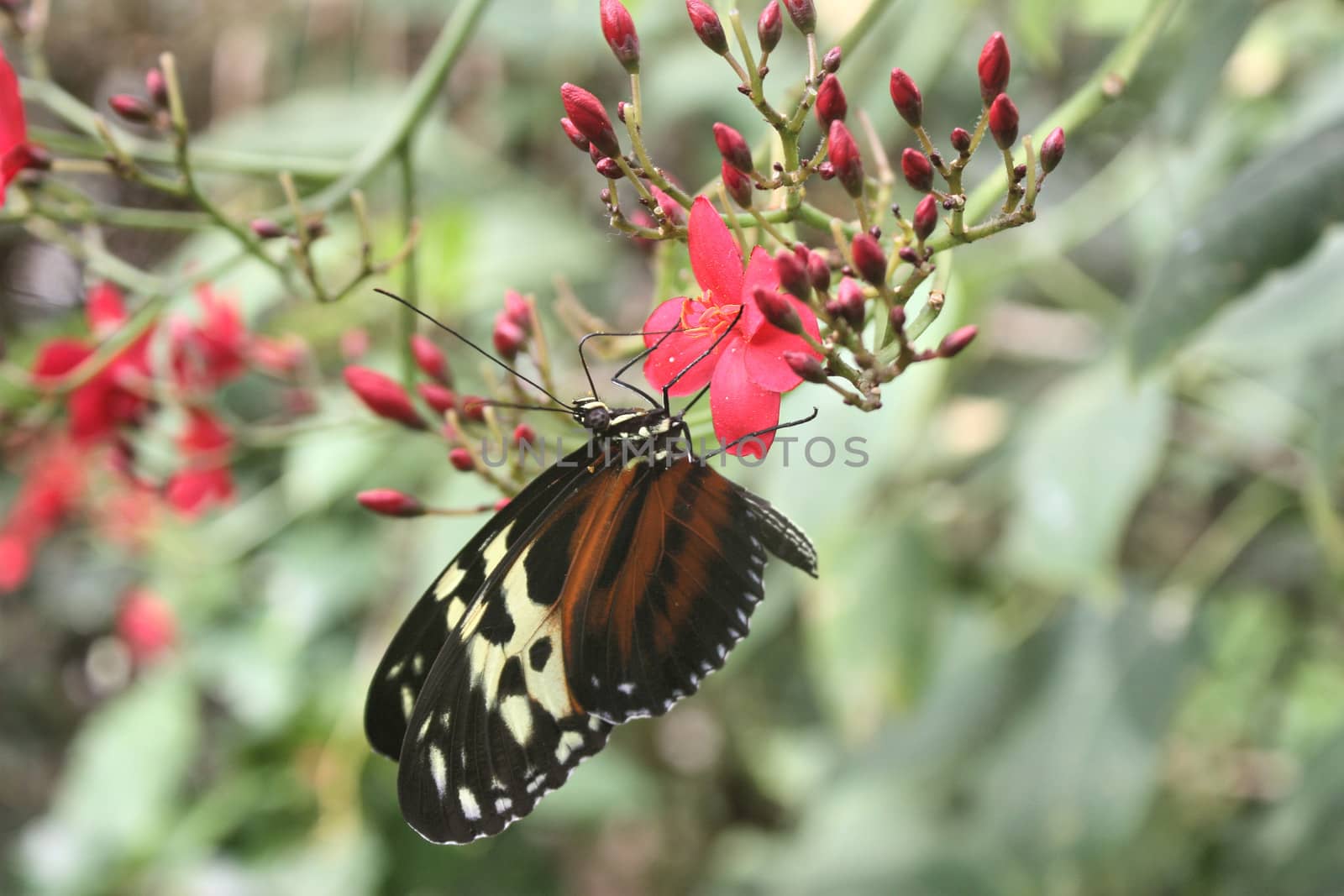 Beautiful pretty colourful butterfly with wings spread by chrisga