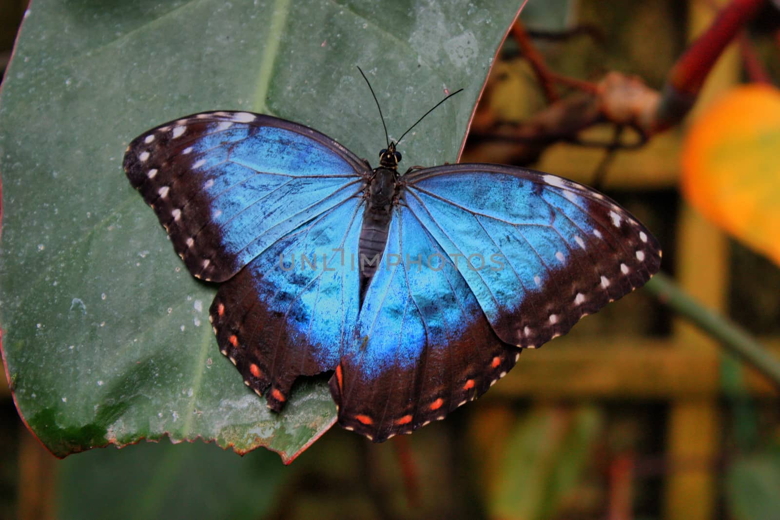 Beautiful pretty colourful blue butterfly with wings spread