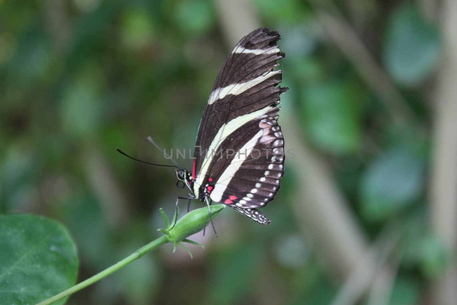 Beautiful pretty colourful butterfly with wings spread