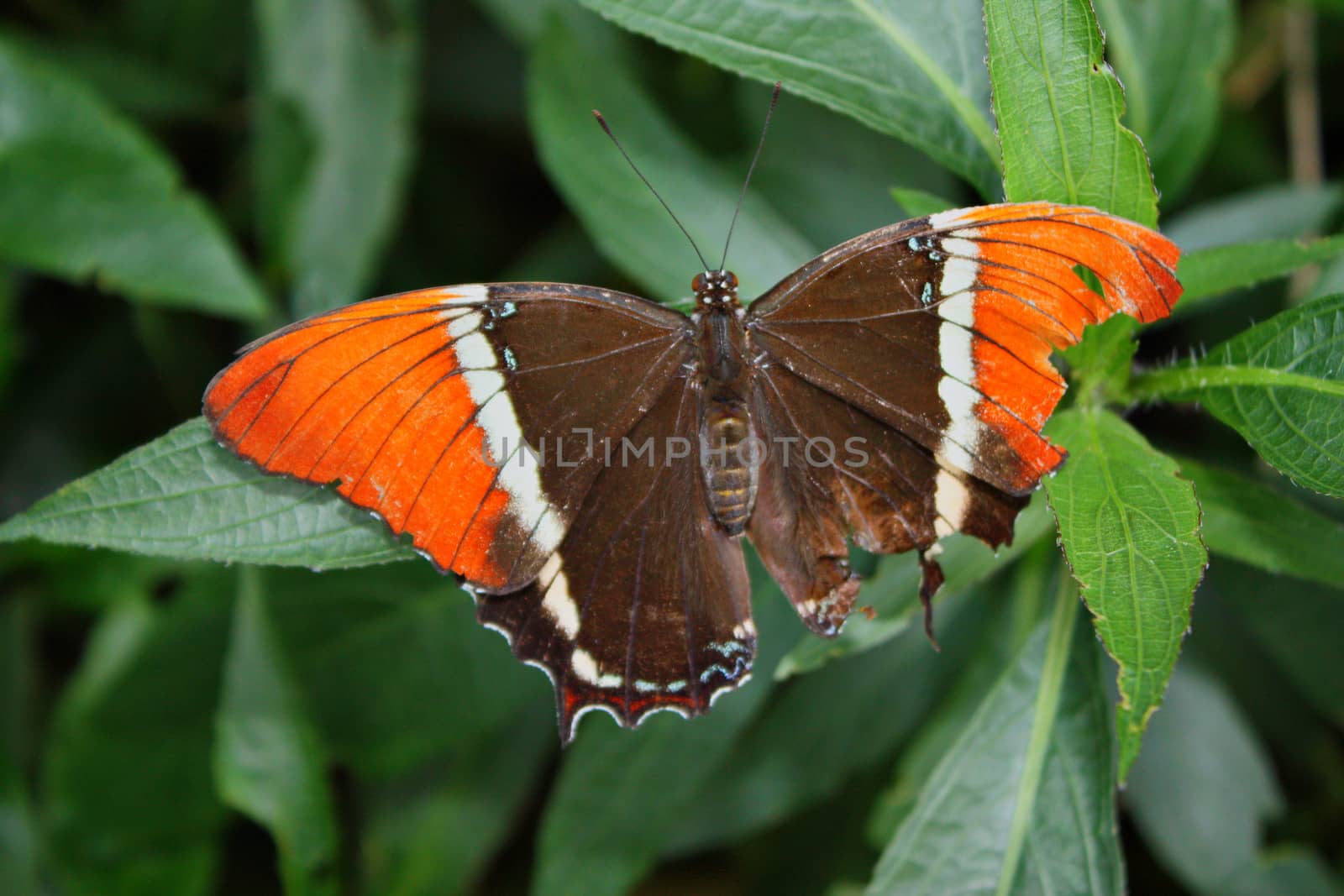 Beautiful pretty colourful butterfly with wings spread by chrisga