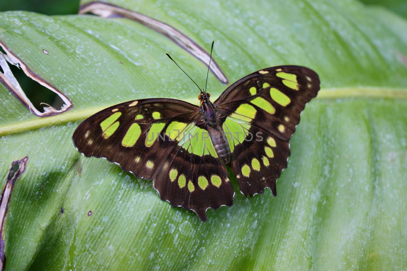 Beautiful pretty colourful butterfly with wings spread