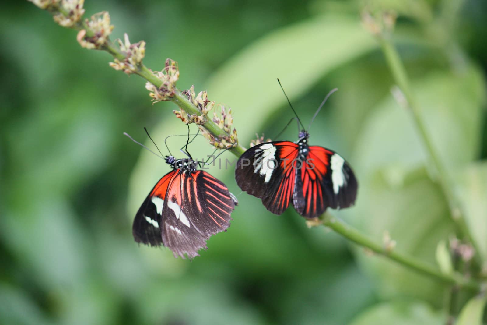 Beautiful pretty colourful butterfly with wings spread by chrisga