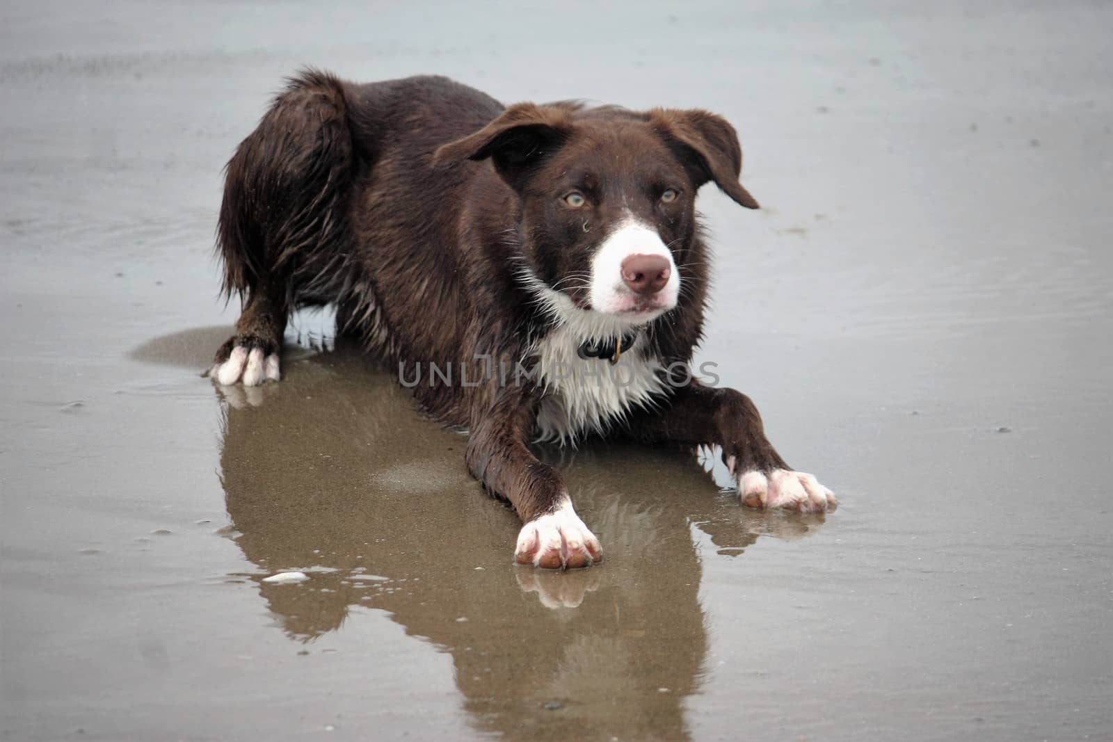 Cute red and white border collie puppy dog pet