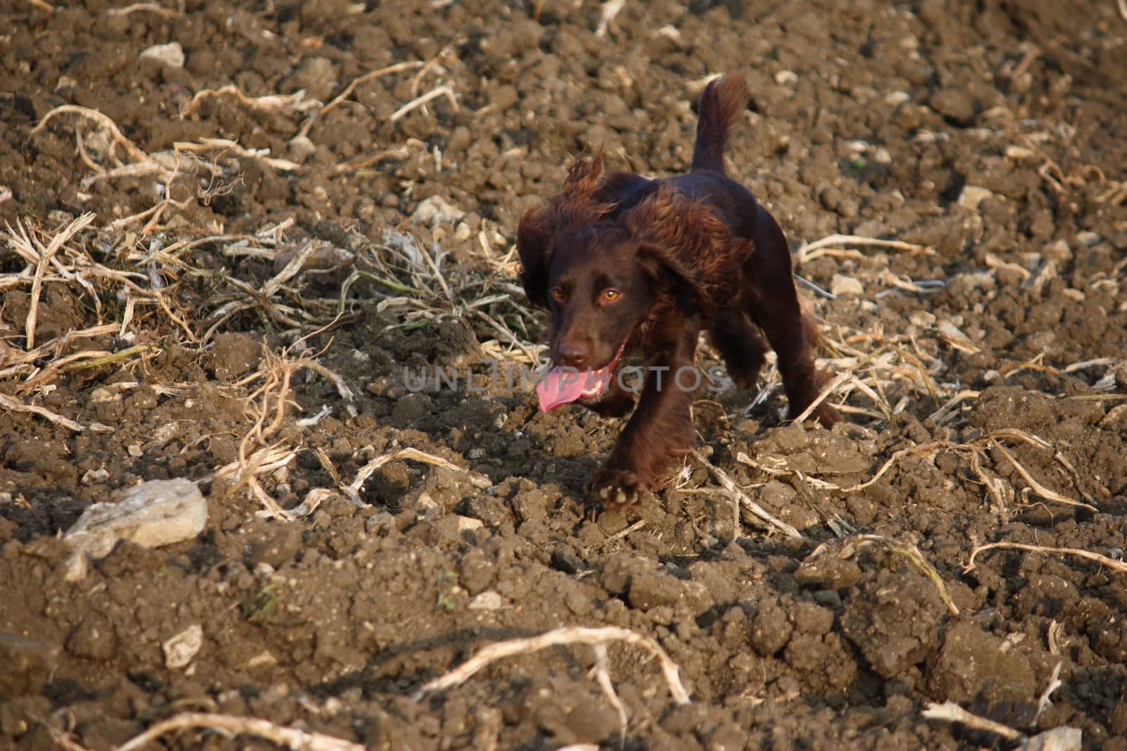 Chocolate working type cocker spaniel puppy dog pet running by chrisga