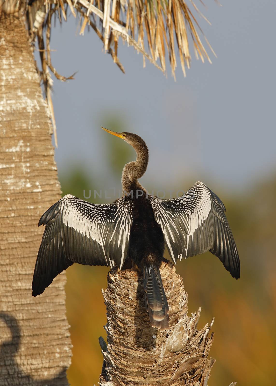 A female Anhinga (Anhinga anhinga) stretches its wings to dry on a palm tree stump - Melbourne, Florida