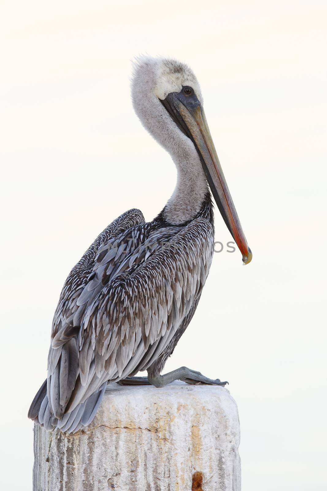 Immature Brown Pelican perched on a dock piling - Florida by gonepaddling