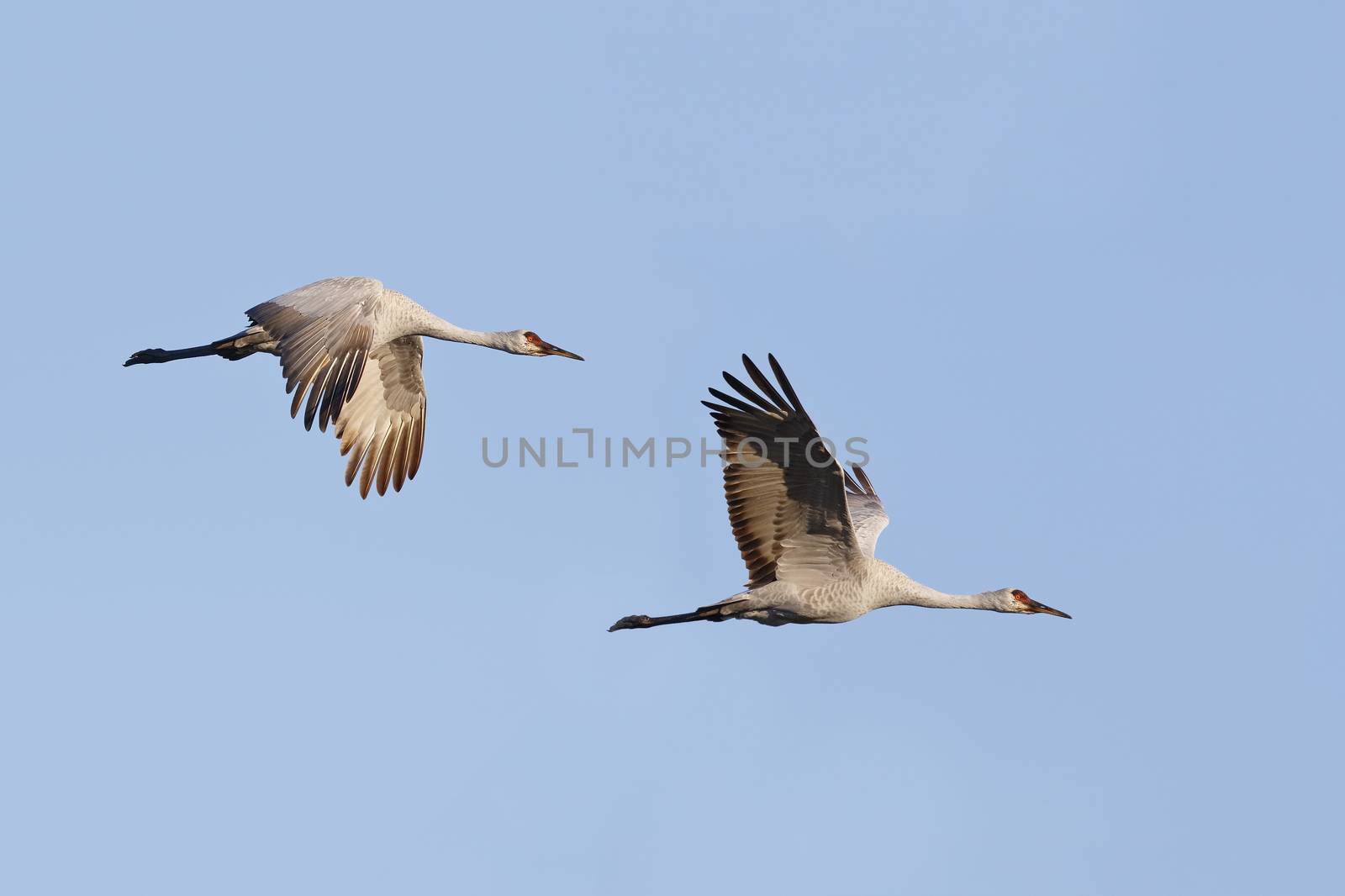 Pair of Sandhill Cranes (Grus canadensis) in flight - Gainesvill by gonepaddling