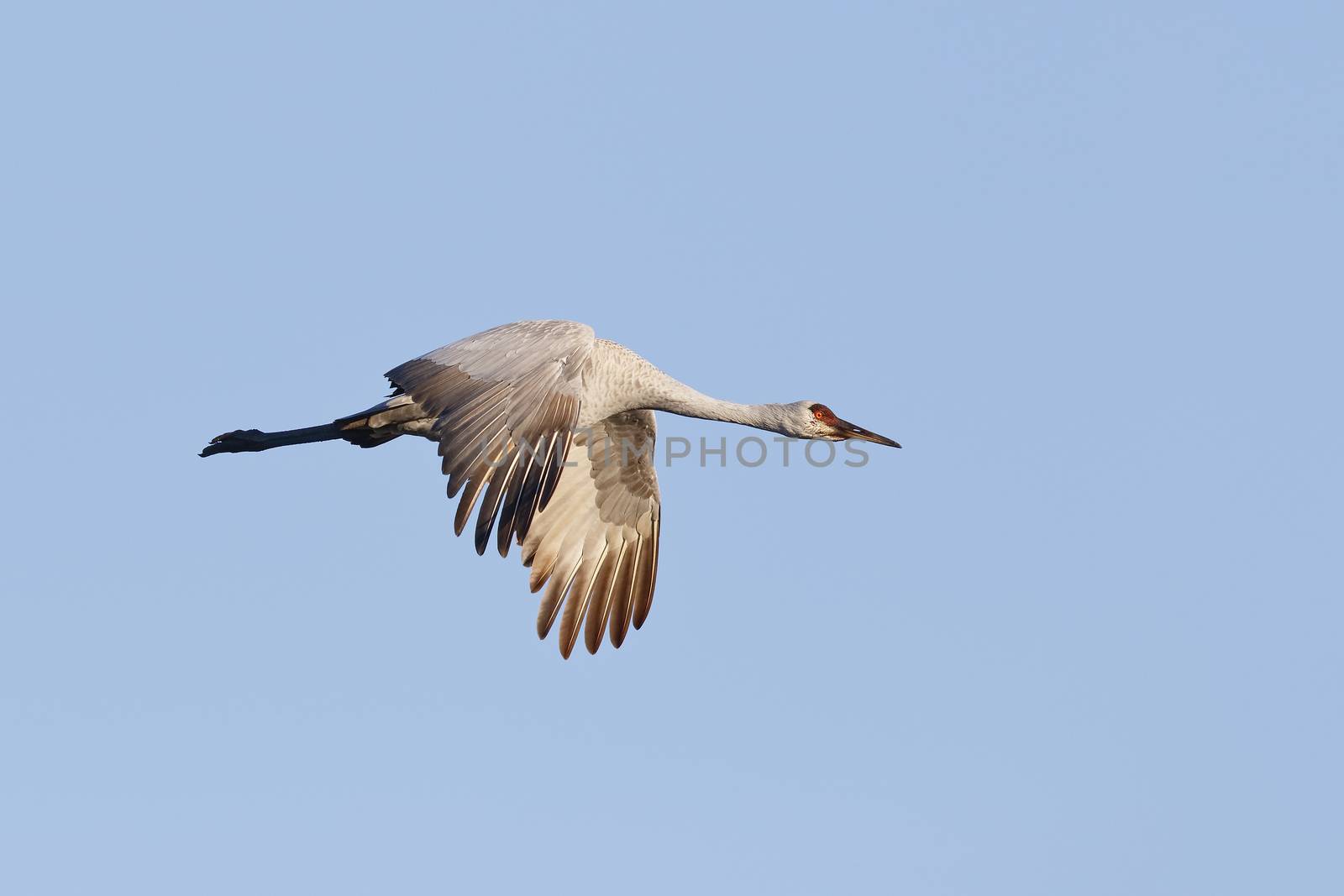 Sandhill Crane (Grus canadensis) in flight - Gainesville, Florida