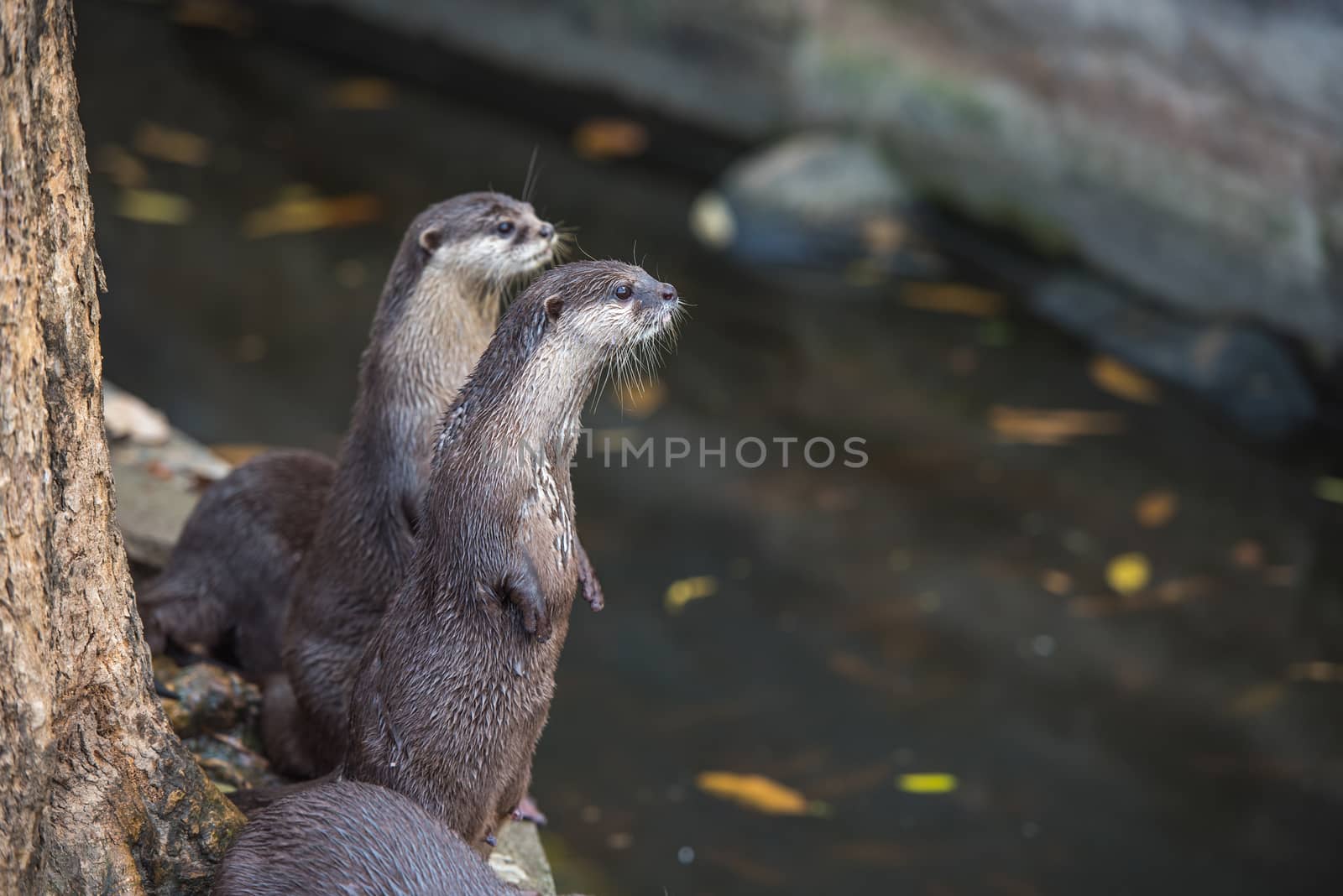 Group of asian small-clawed otters by t0pkul3