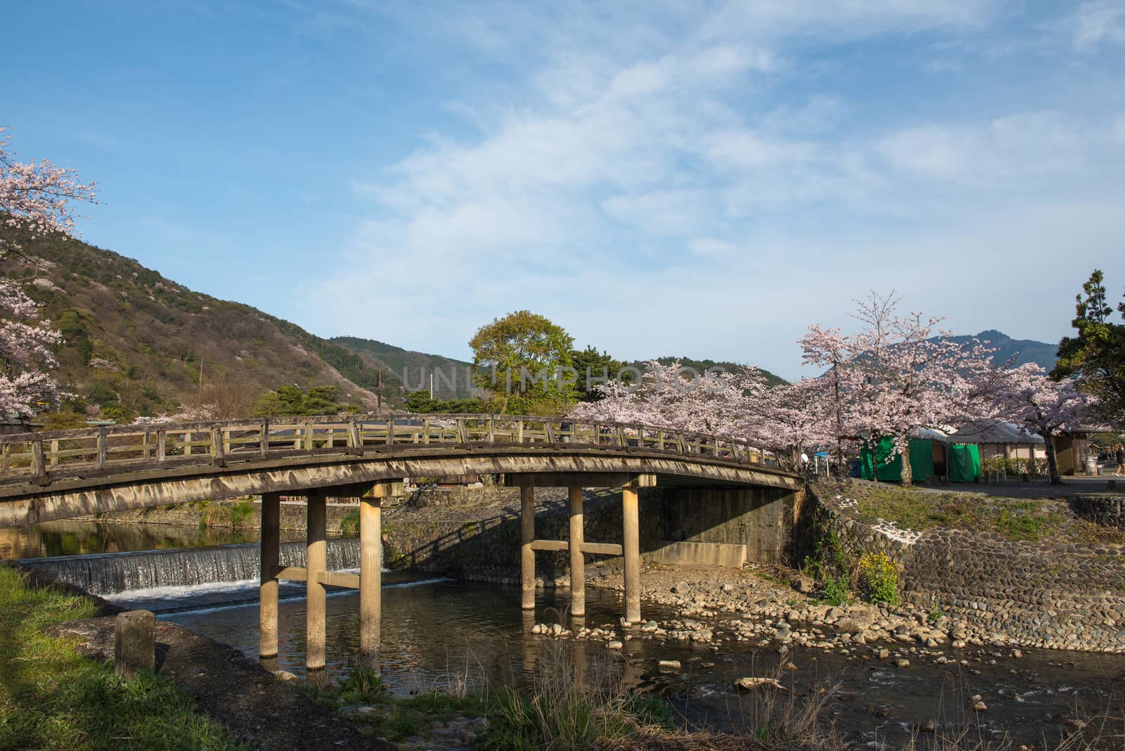 Cherry blossom, Arashiyama in spring,Kyoto, Japan