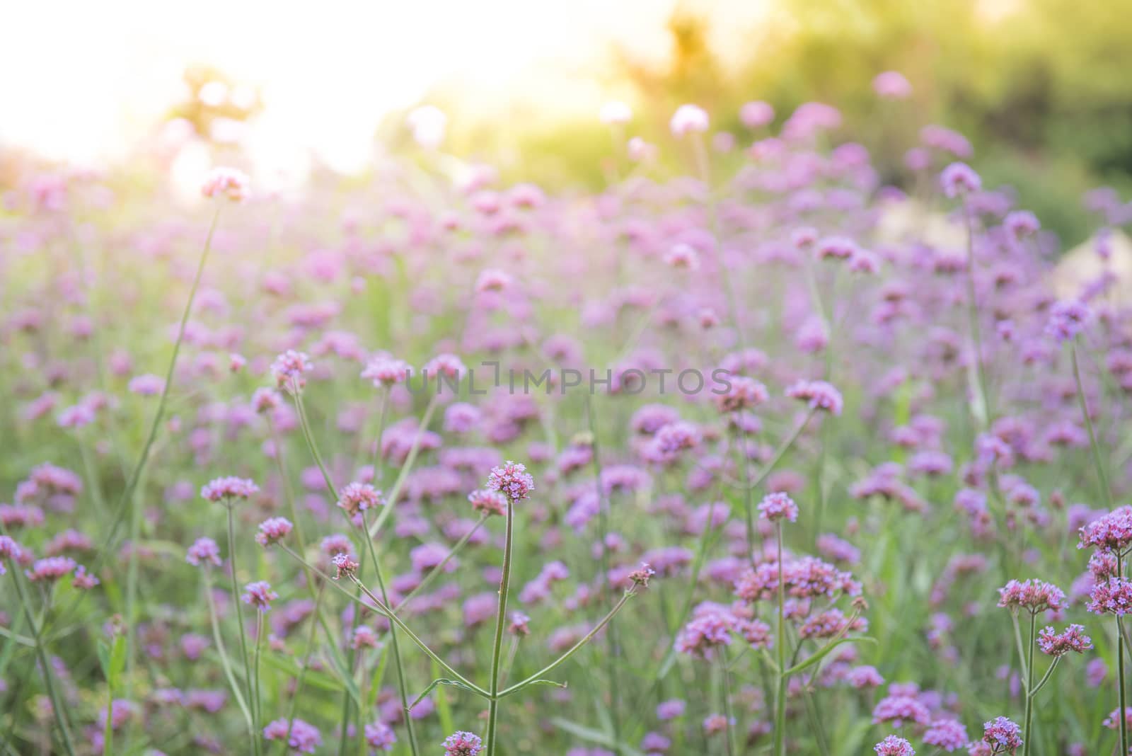 Blur Verbena bonariensis flower with light burst effet use to nature background