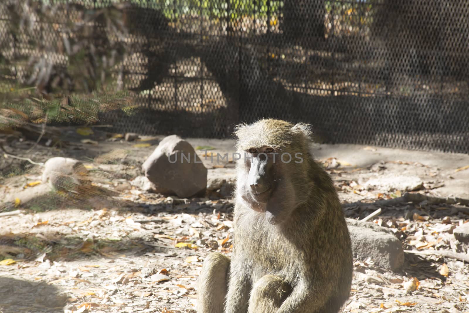 Olive baboon (Papio anubis) with a sly look on its face