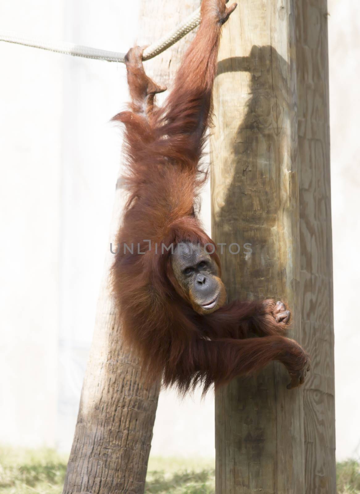 Orangutan hanging from a rope