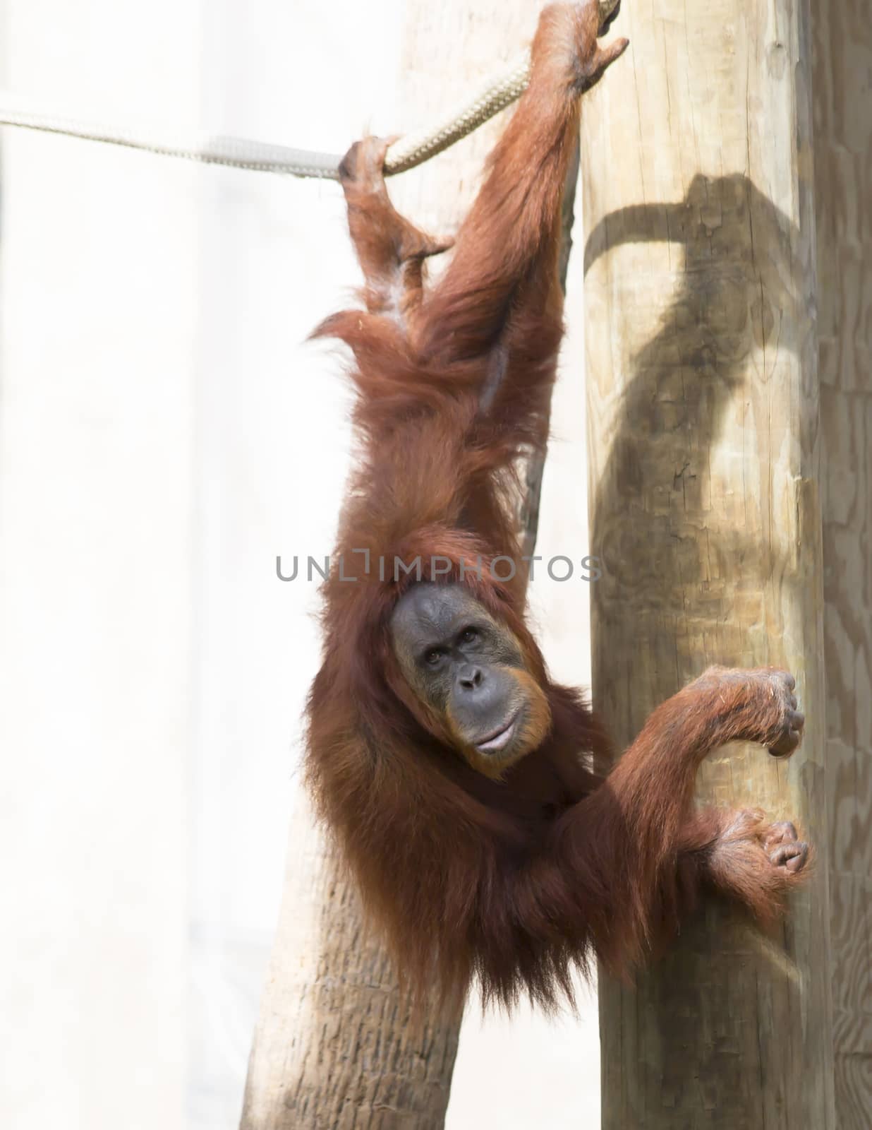 Orangutan by tornado98