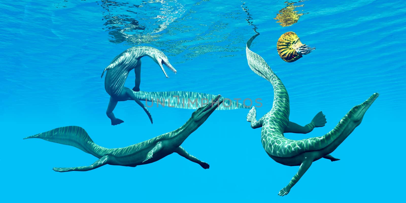 Mesosaurus reptiles go after an Ammonite which was a frequent prey in the oceans of the Permian Period.