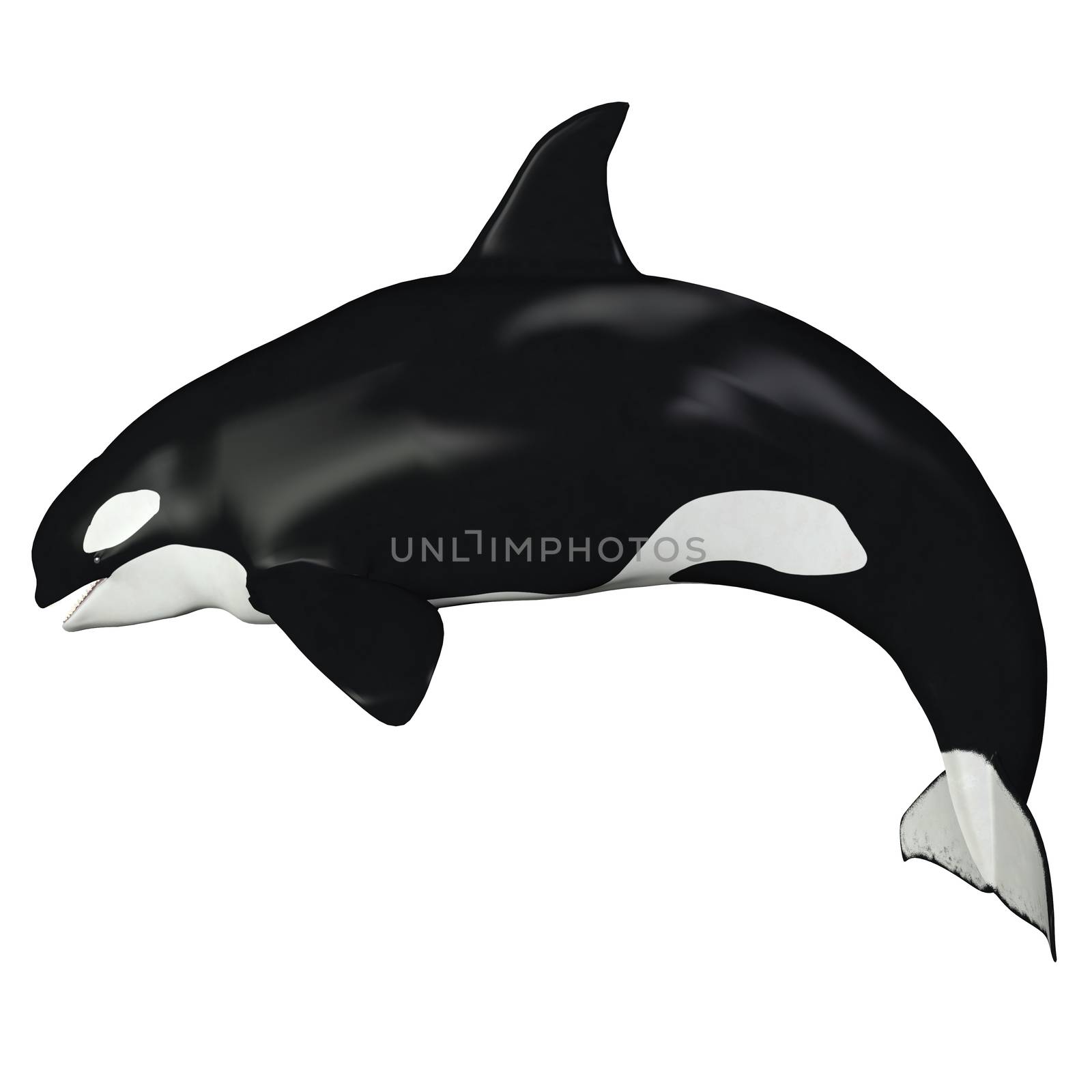 Orca Female Whale by Catmando