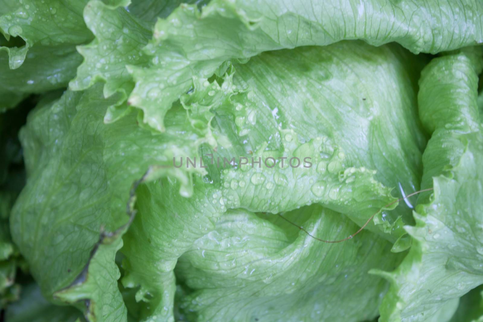 Closeup of green Iceberg lettuce by punsayaporn