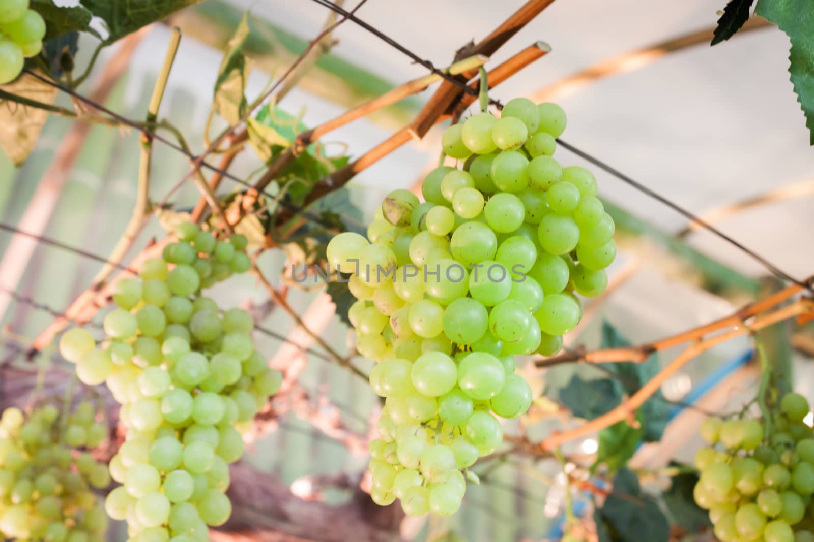 Bunches of grapes hang from a vine by punsayaporn