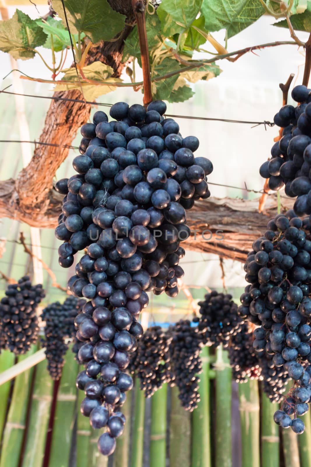 Bunches of grapes hang from a vine, stock photo