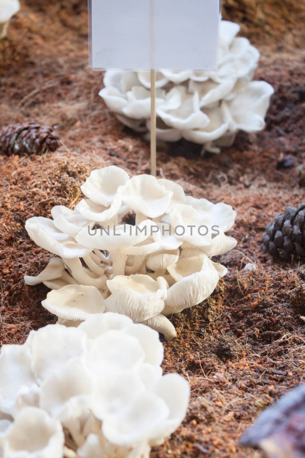 Fresh oyster mushrooms for display, stock photo