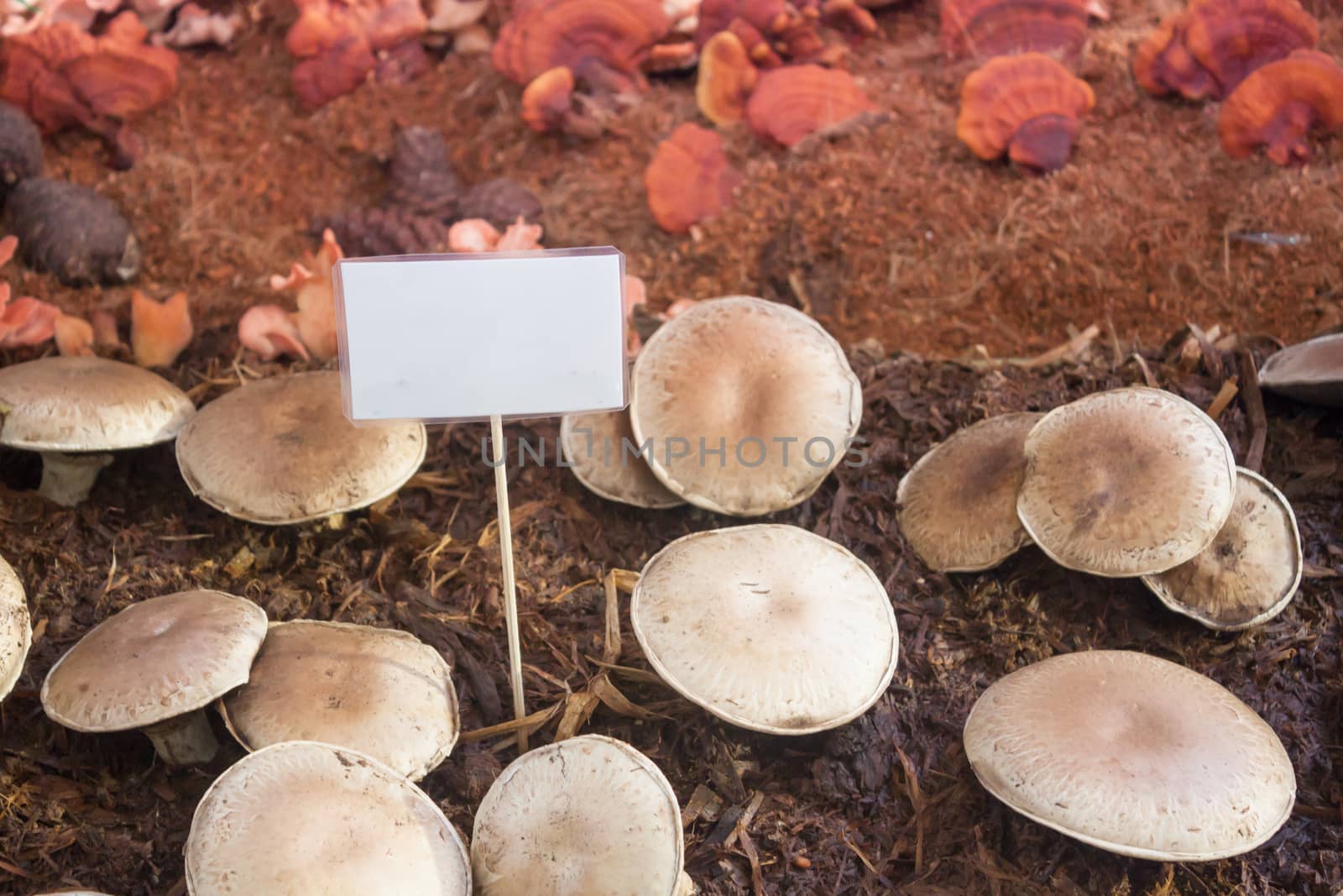 Fresh portobello mushrooms for display by punsayaporn