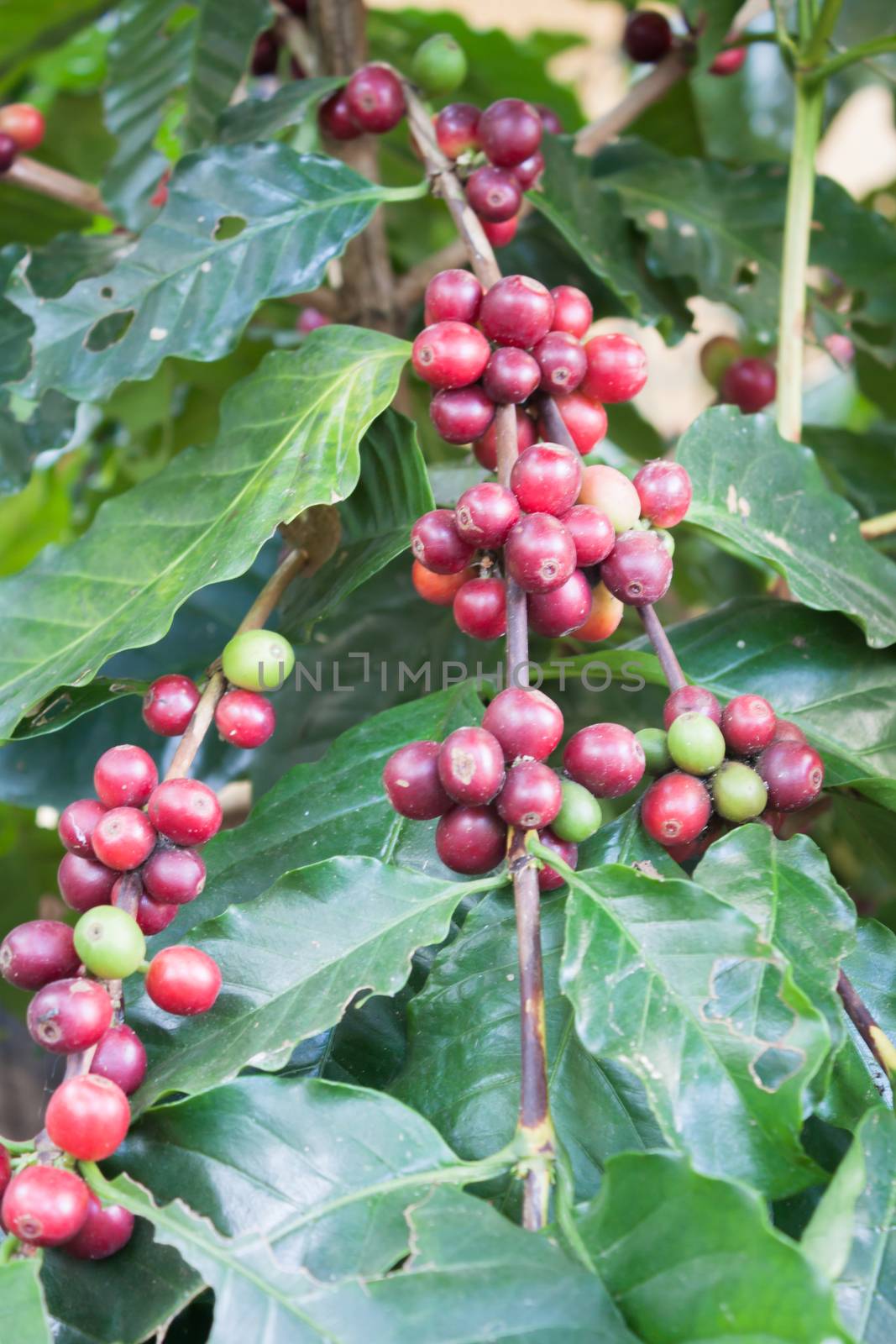 Coffee seeds on a coffee tree, stock photo