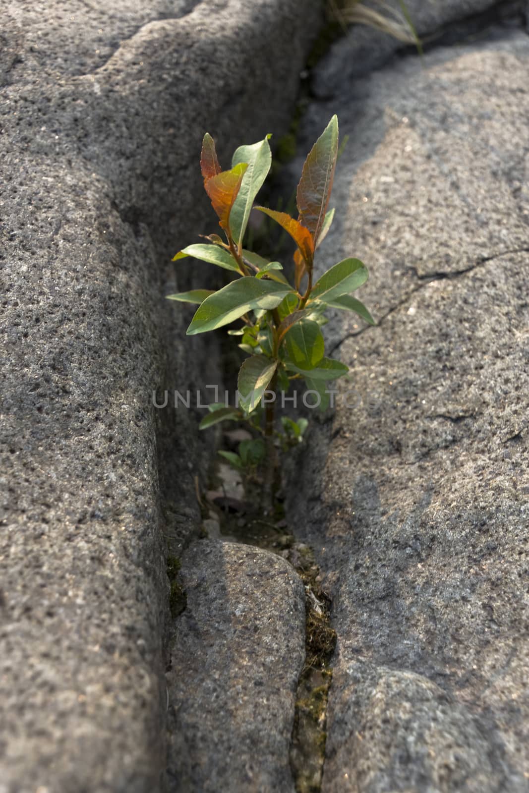 A small plant growing through the cracks of a rock