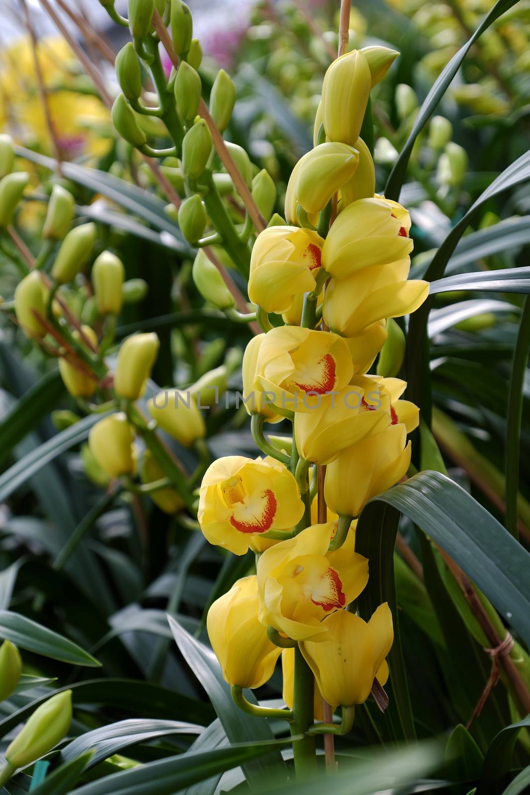 Spring flower for Tet, beautiful orchid flower in garden at Dalat, Lam Dong, Viet Nam, a famous agriculture place with many kind of blossom