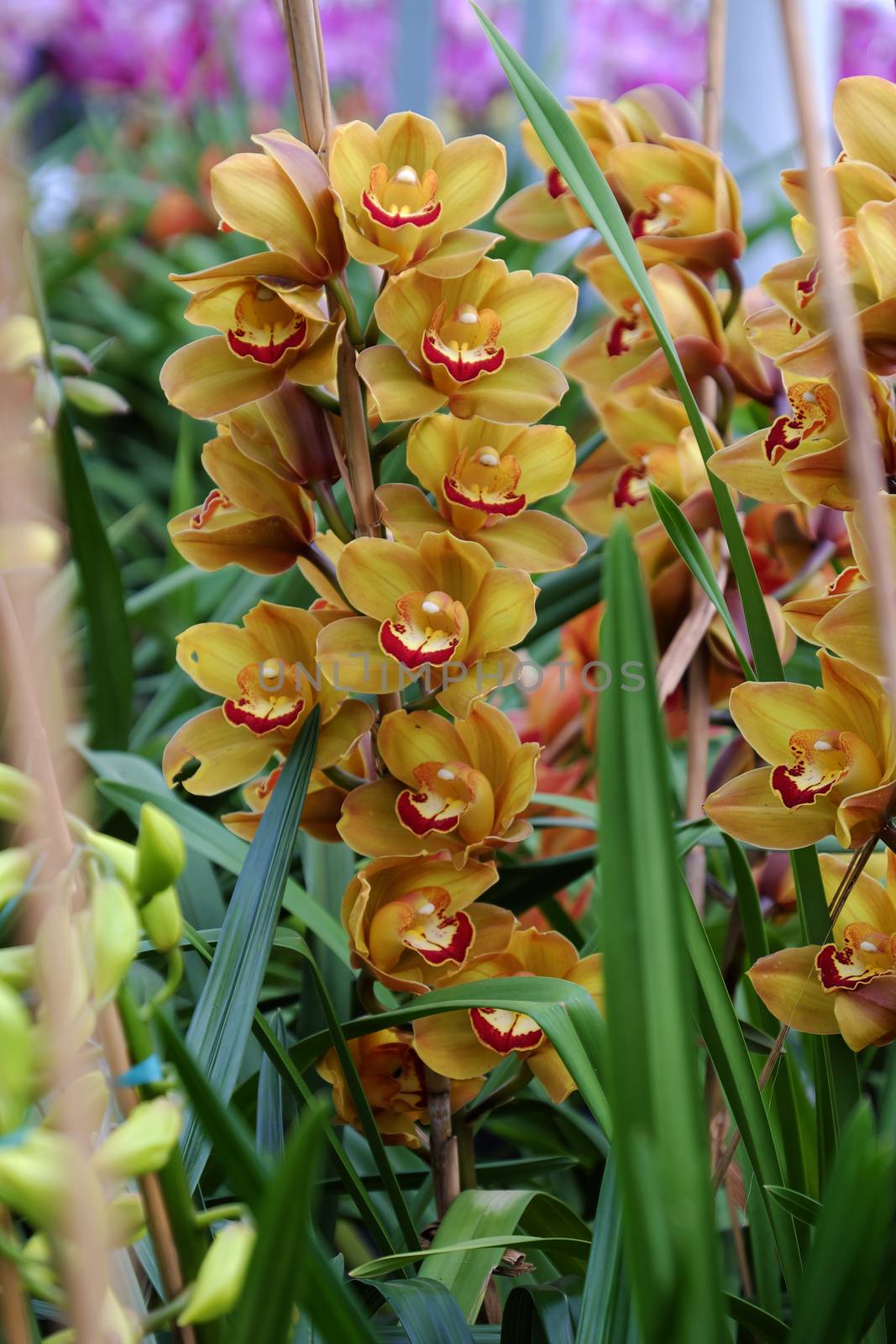 Spring flower for Tet, beautiful orchid flower in garden at Dalat, Lam Dong, Viet Nam, a famous agriculture place with many kind of blossom